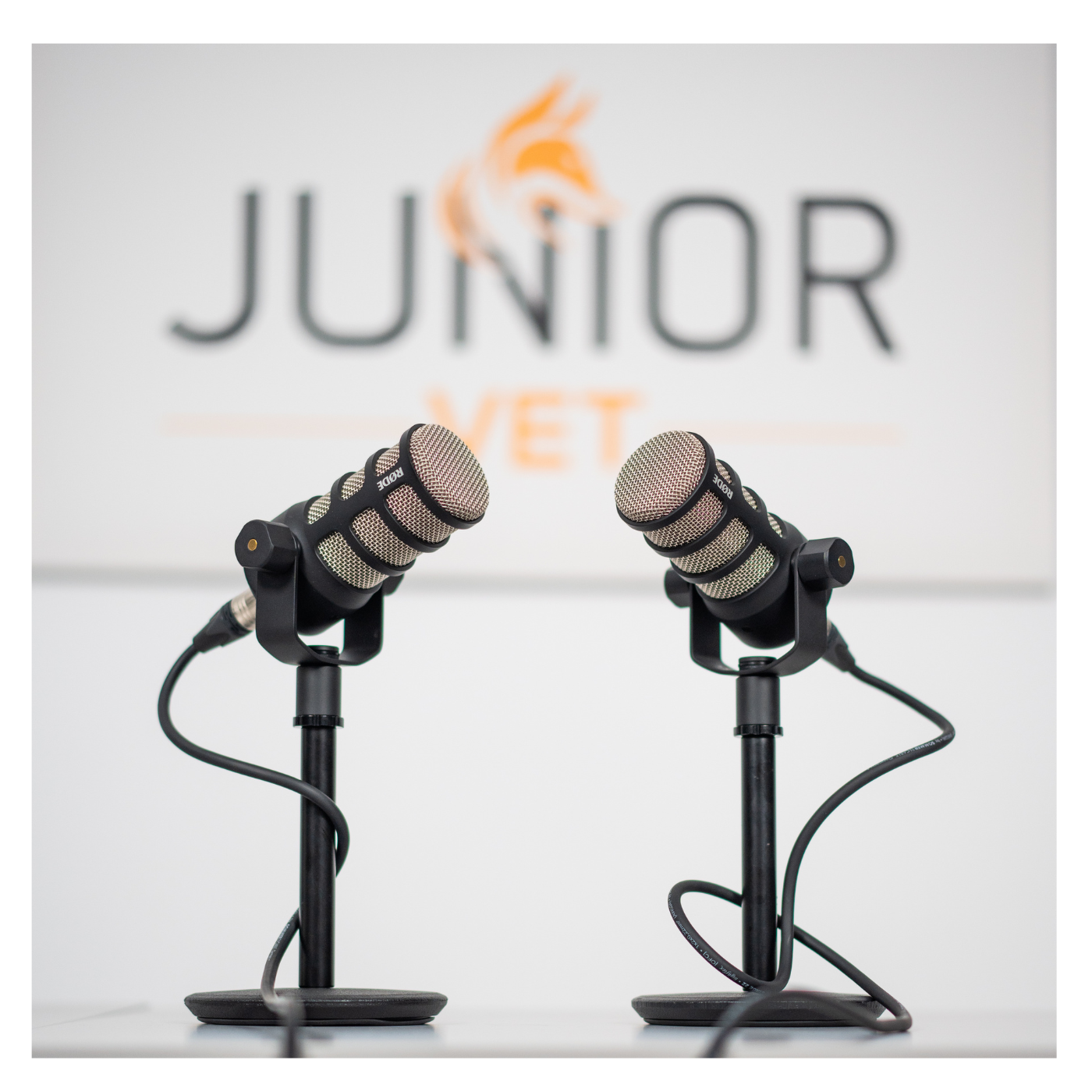 Junior vet Podcast