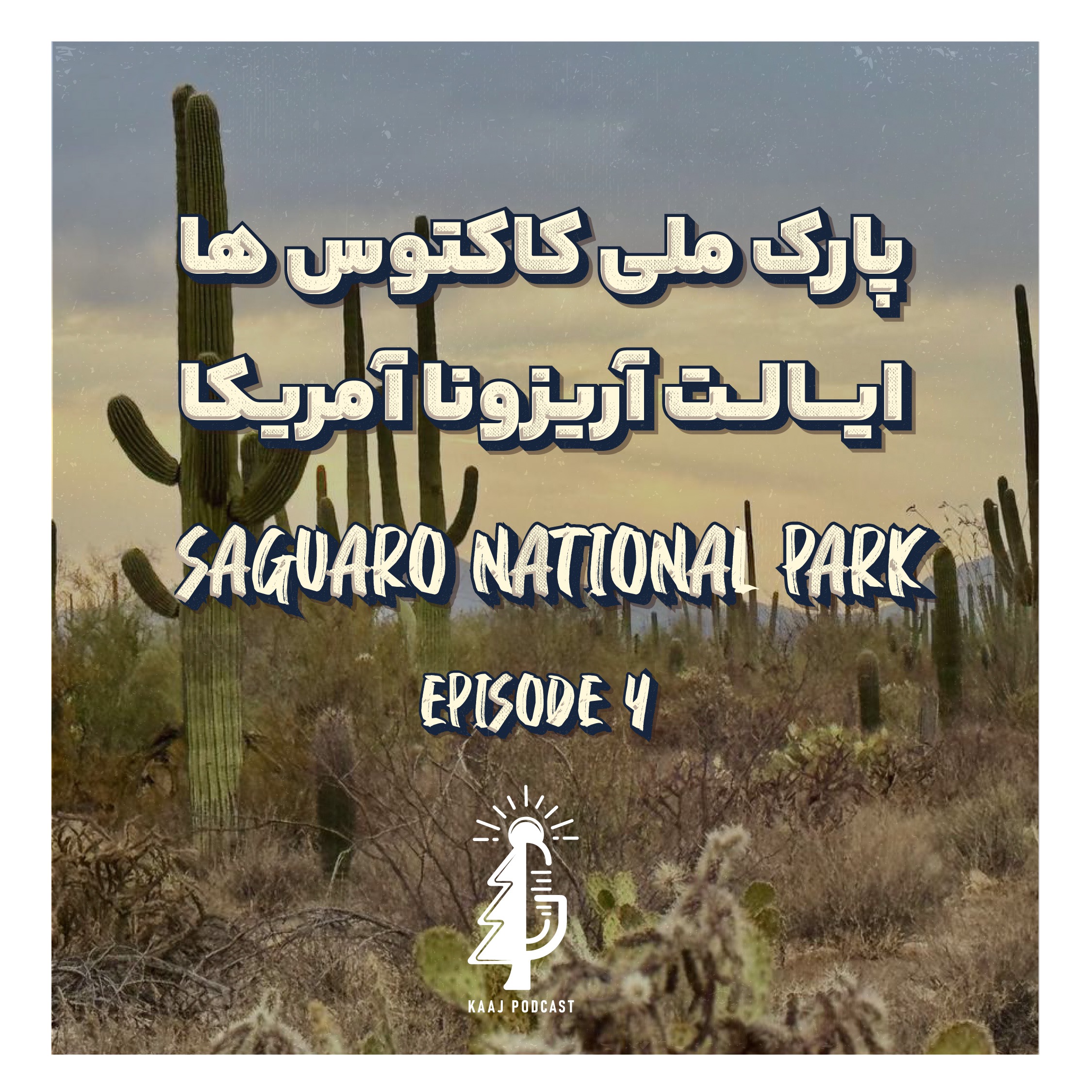 پارک ملی کاکتوس های بزرگ‌در آمریکا |Saguaro Np