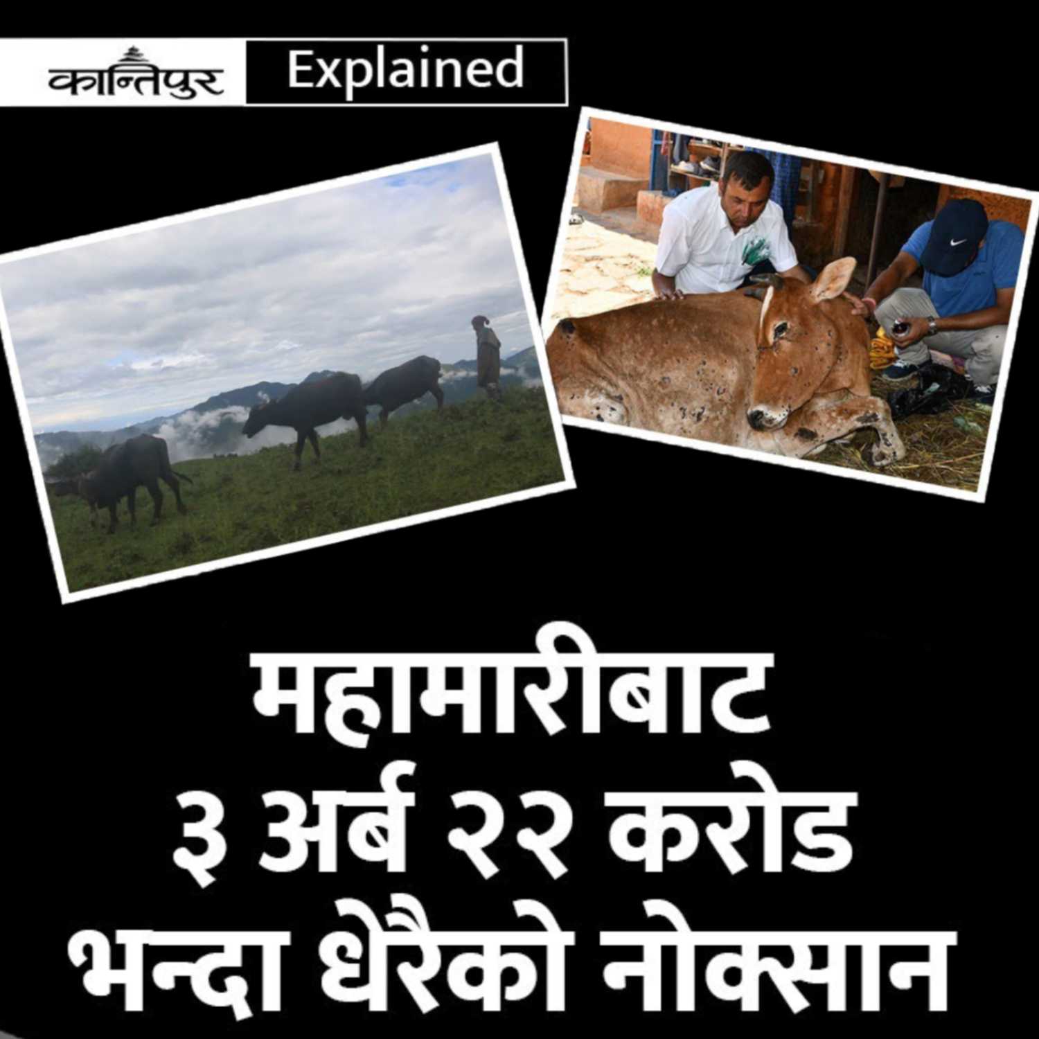 अर्बौको पशुधन को क्षति : Kantipur Explained episode artwork