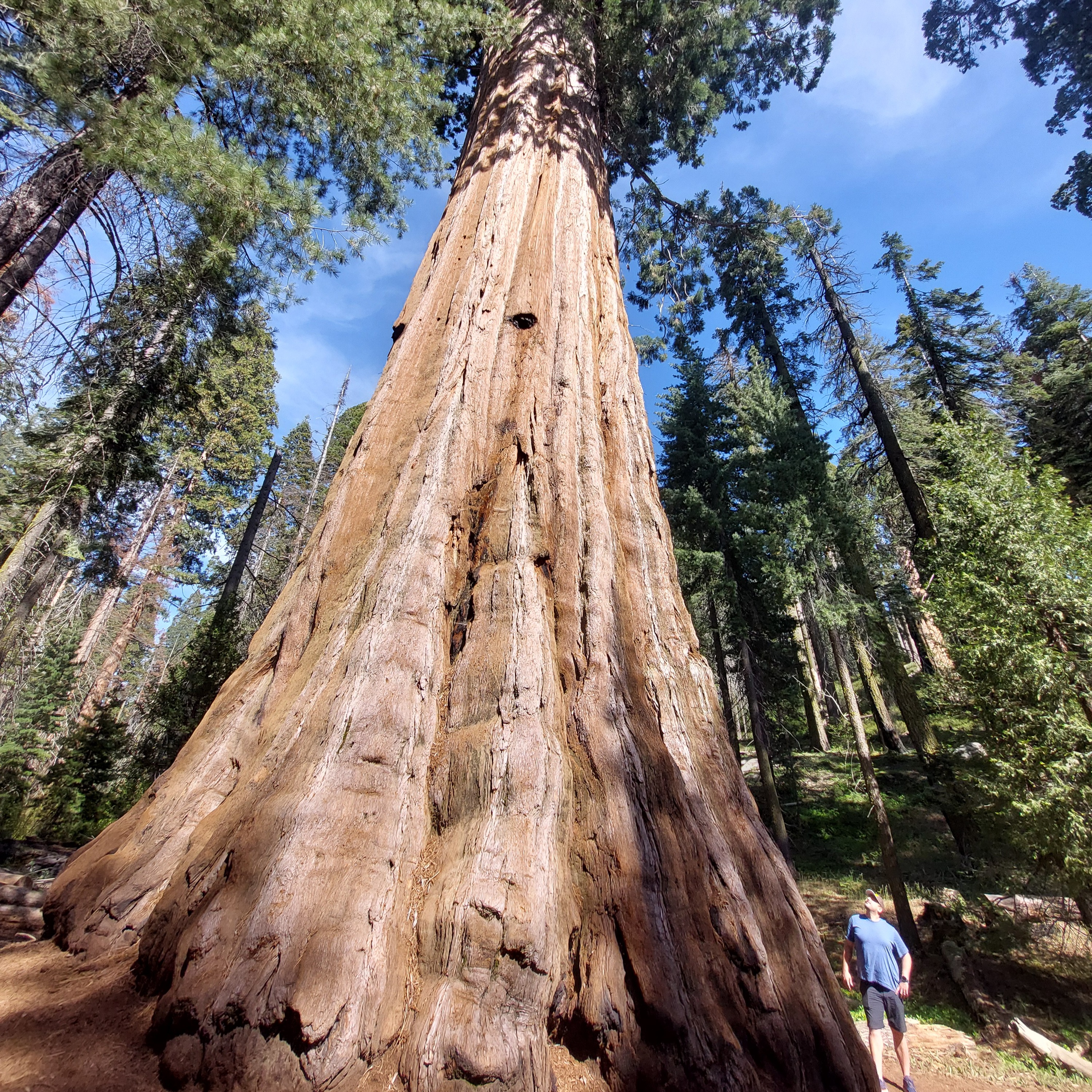 Business license and Sequoia trees episode artwork