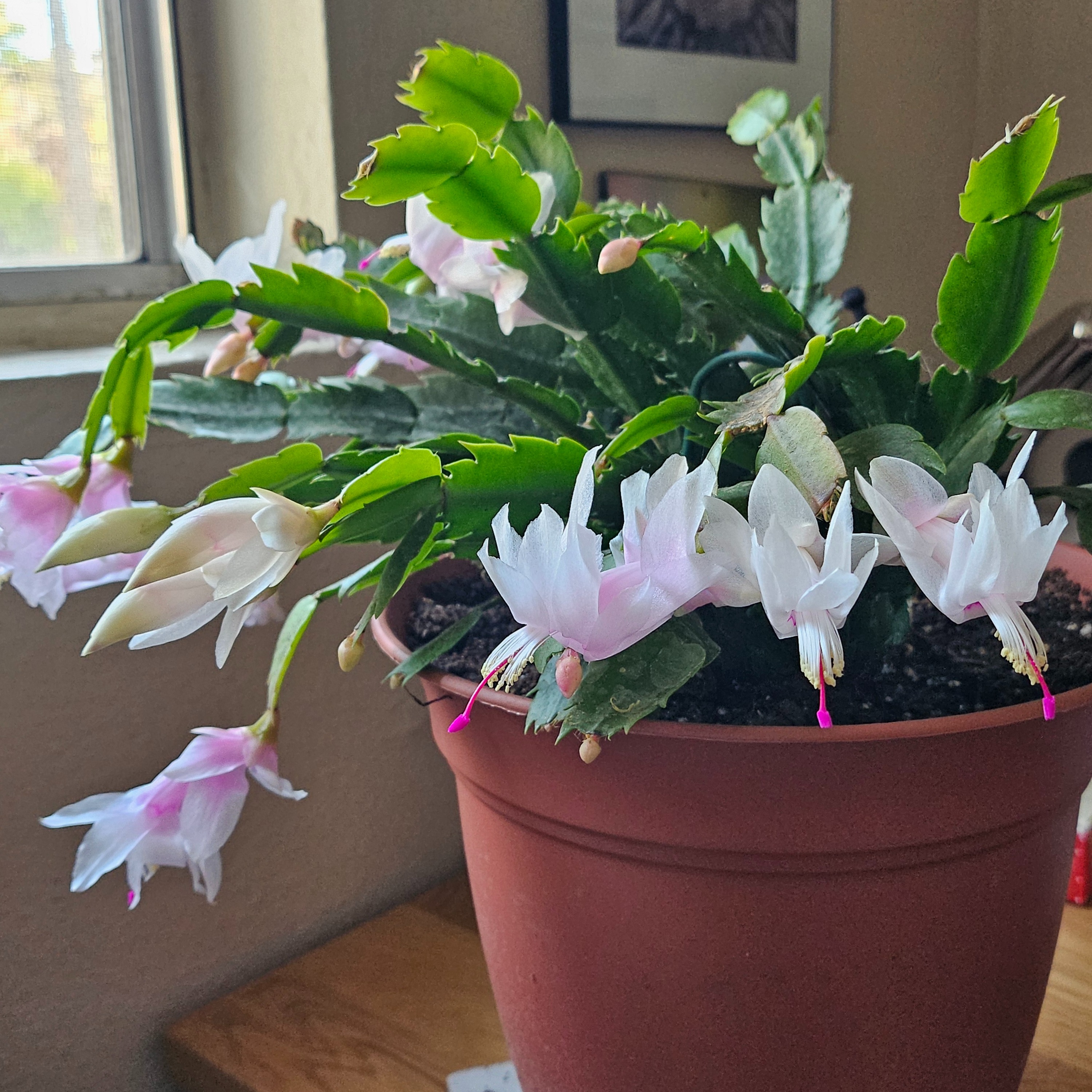 Christmas cactus and Winter kayaking episode artwork