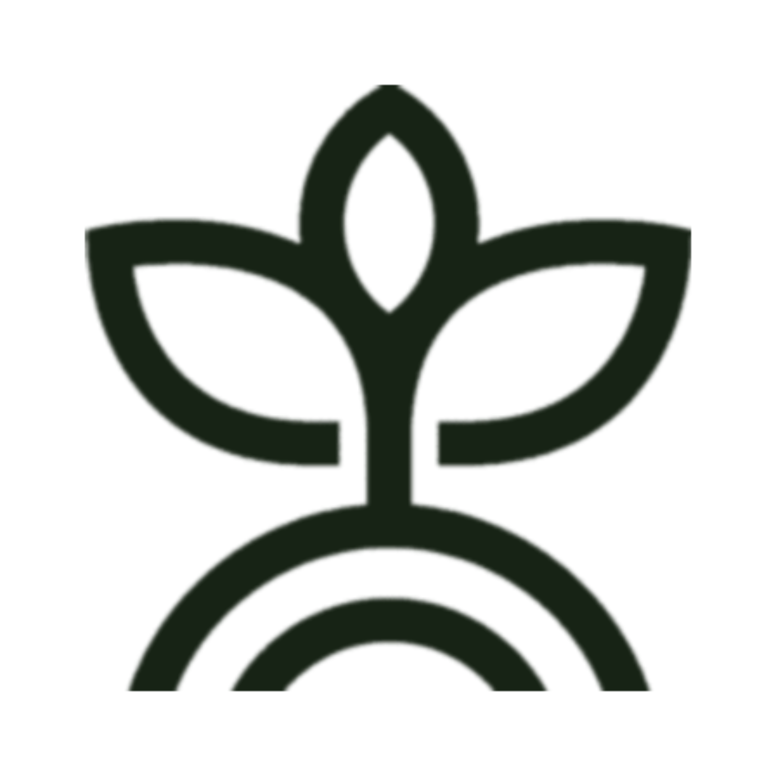 Keep Your Spider Plant Healthy and Happy