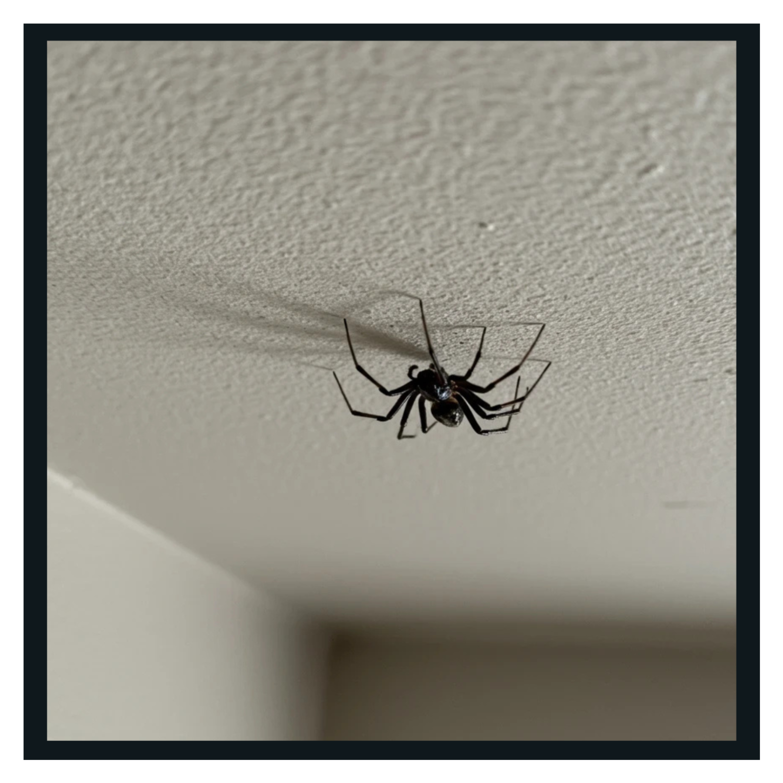 The Widow’s Web: Murder, Lies, and Antifreeze