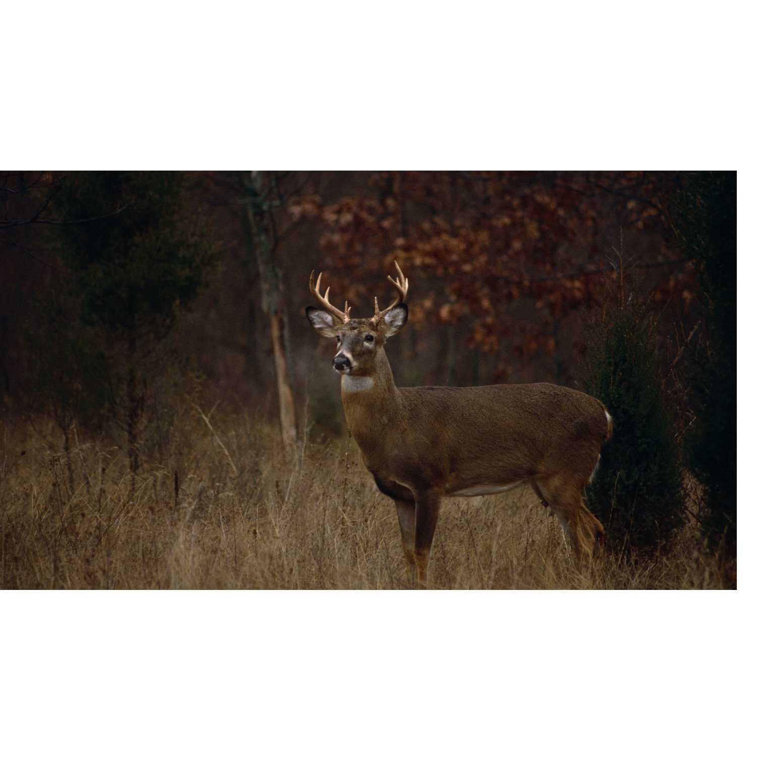 what should you check before choosing a firearm for hunting