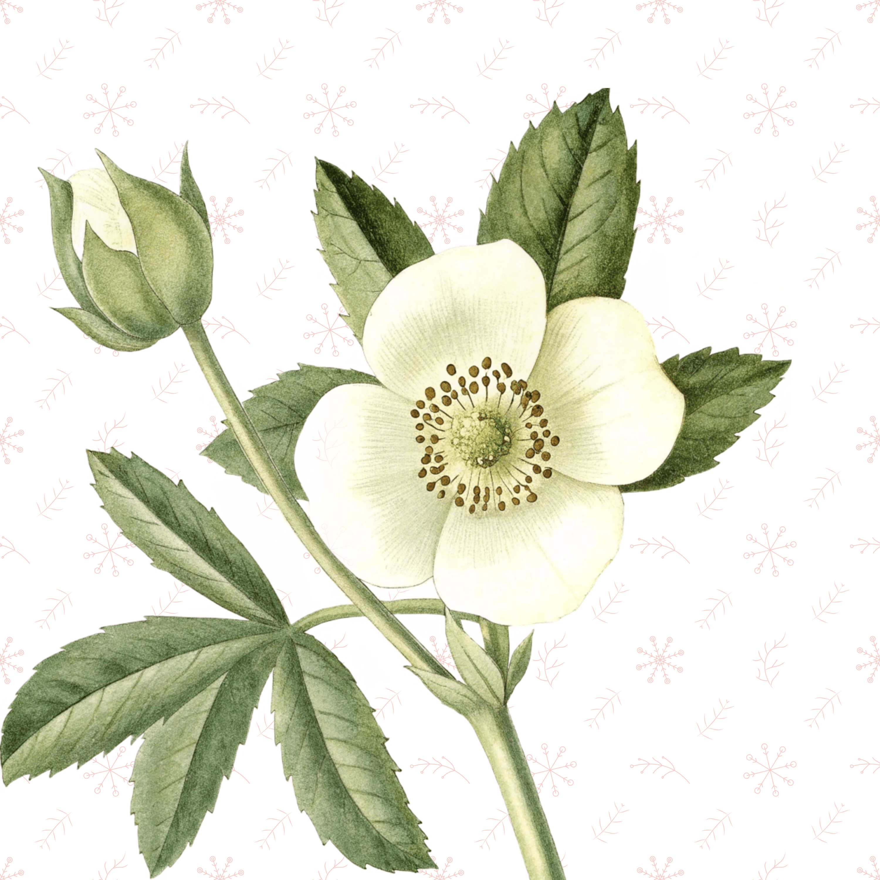 La rosa di Natale di Selma Lagerlöf podcast artwork