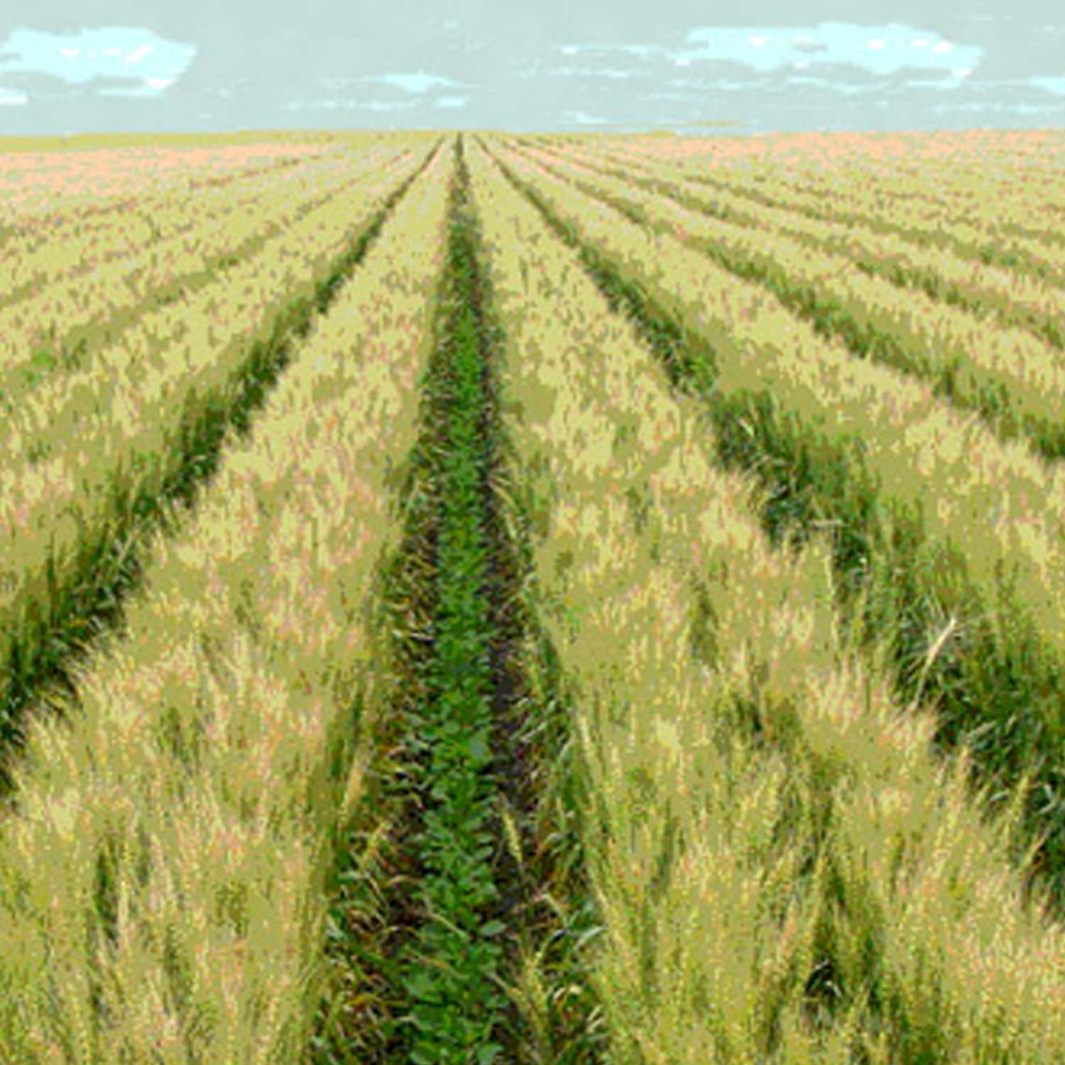 Devotion: August 23, 2021 "Good Soil"