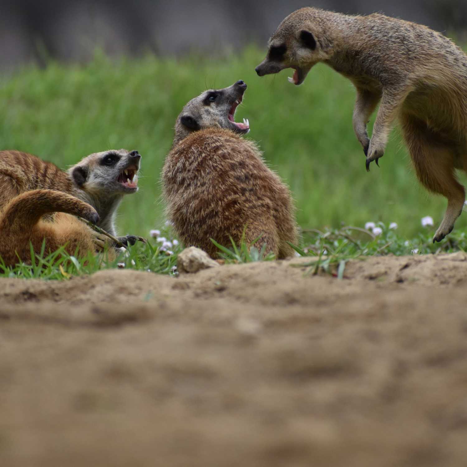 Weekly Devotion: February 14, 2022 "Quarreling Tests the Lord"