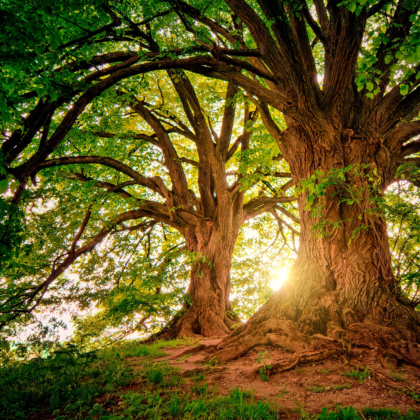 Weekly Devotion: July 15, 2024 "The Knowledge of Good and Evil"