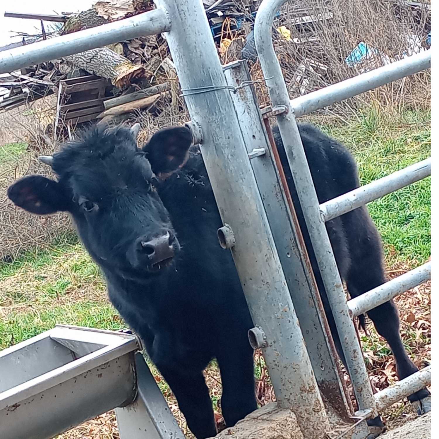 The start of sum funni