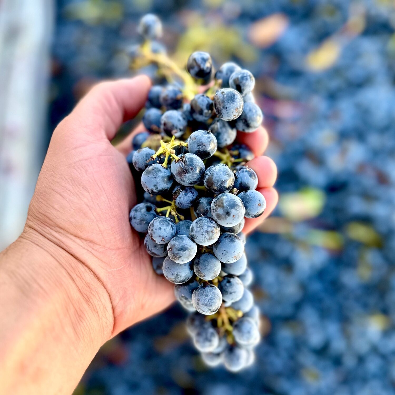 LiquidStoryteller Project