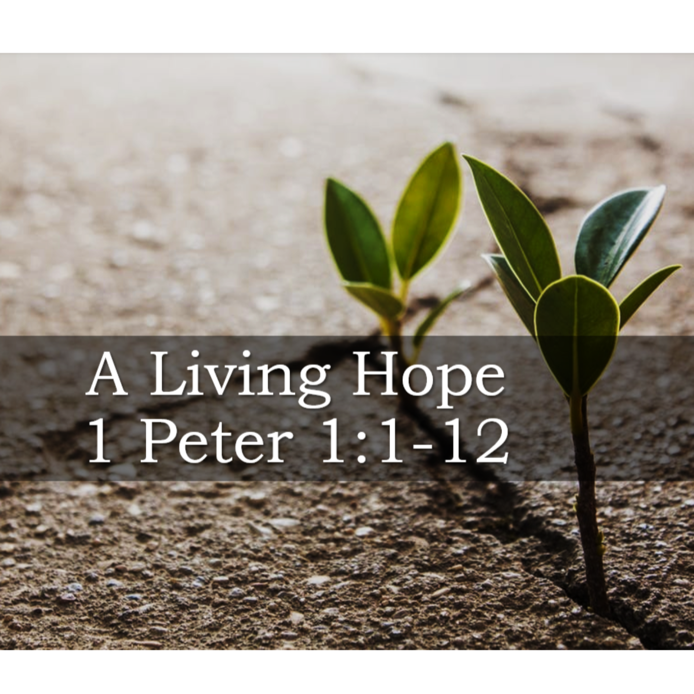 A Living Hope 1 Peter 1:1-12 episode artwork