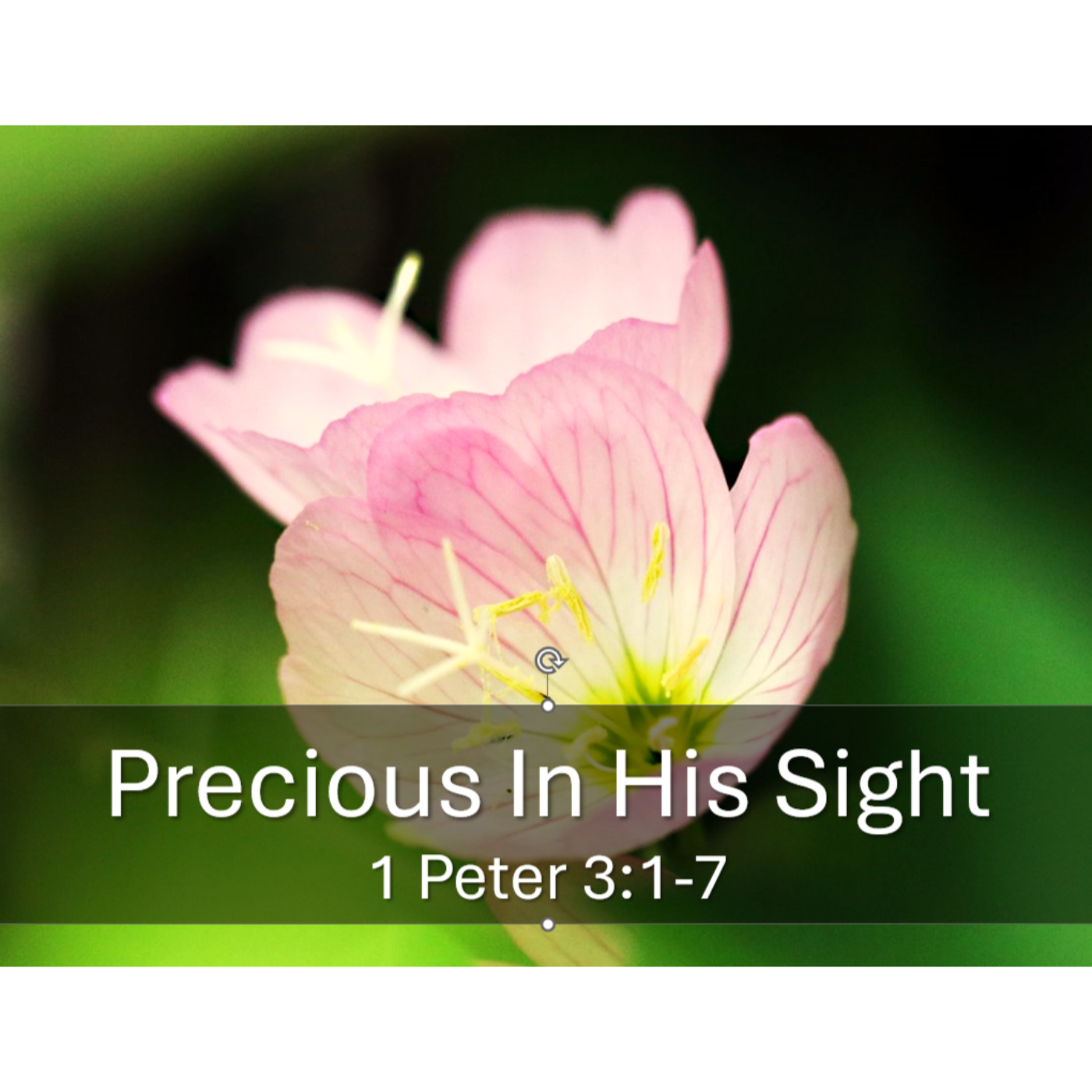Precious In His Sight 1 Peter 3:1-7 episode artwork