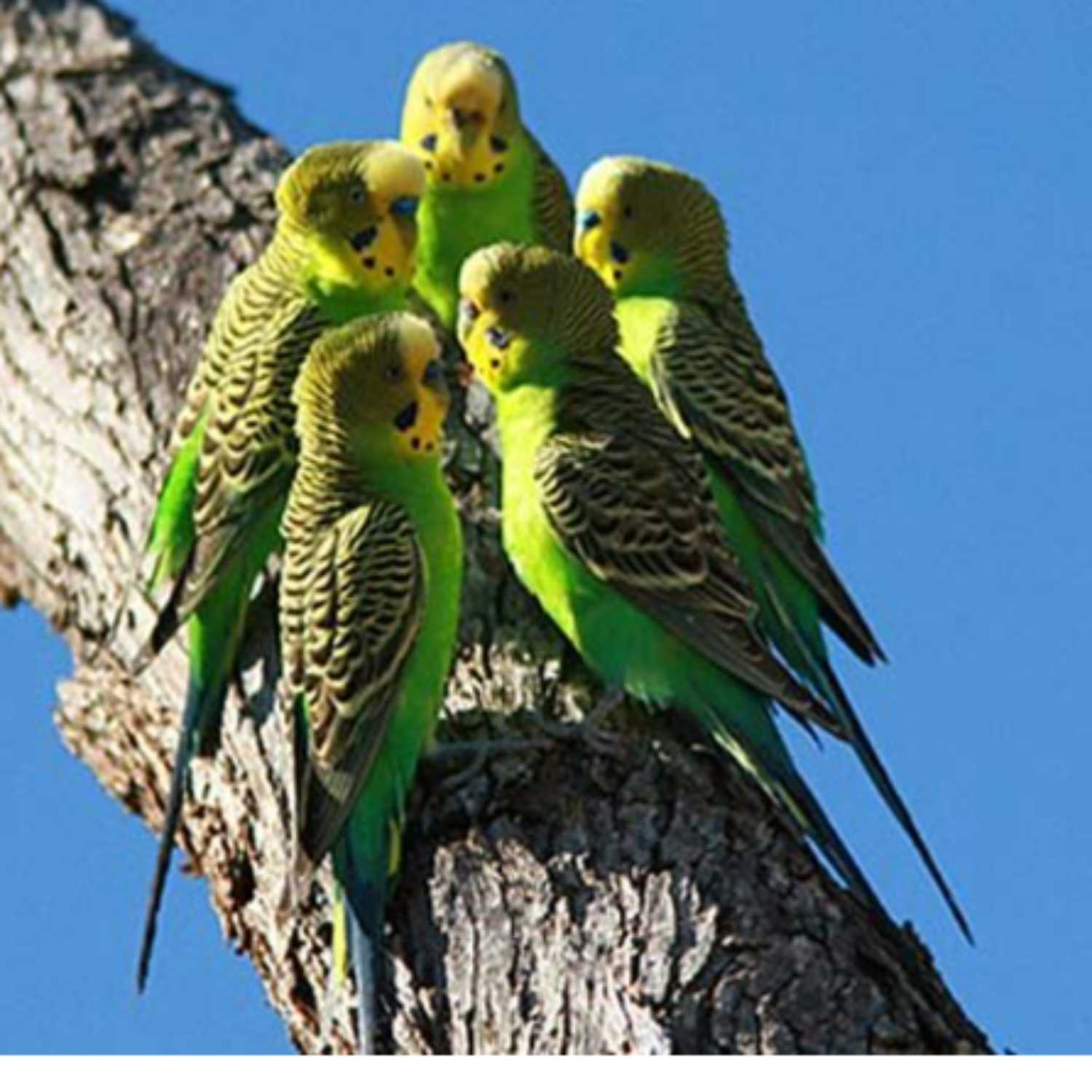 Pet Birds