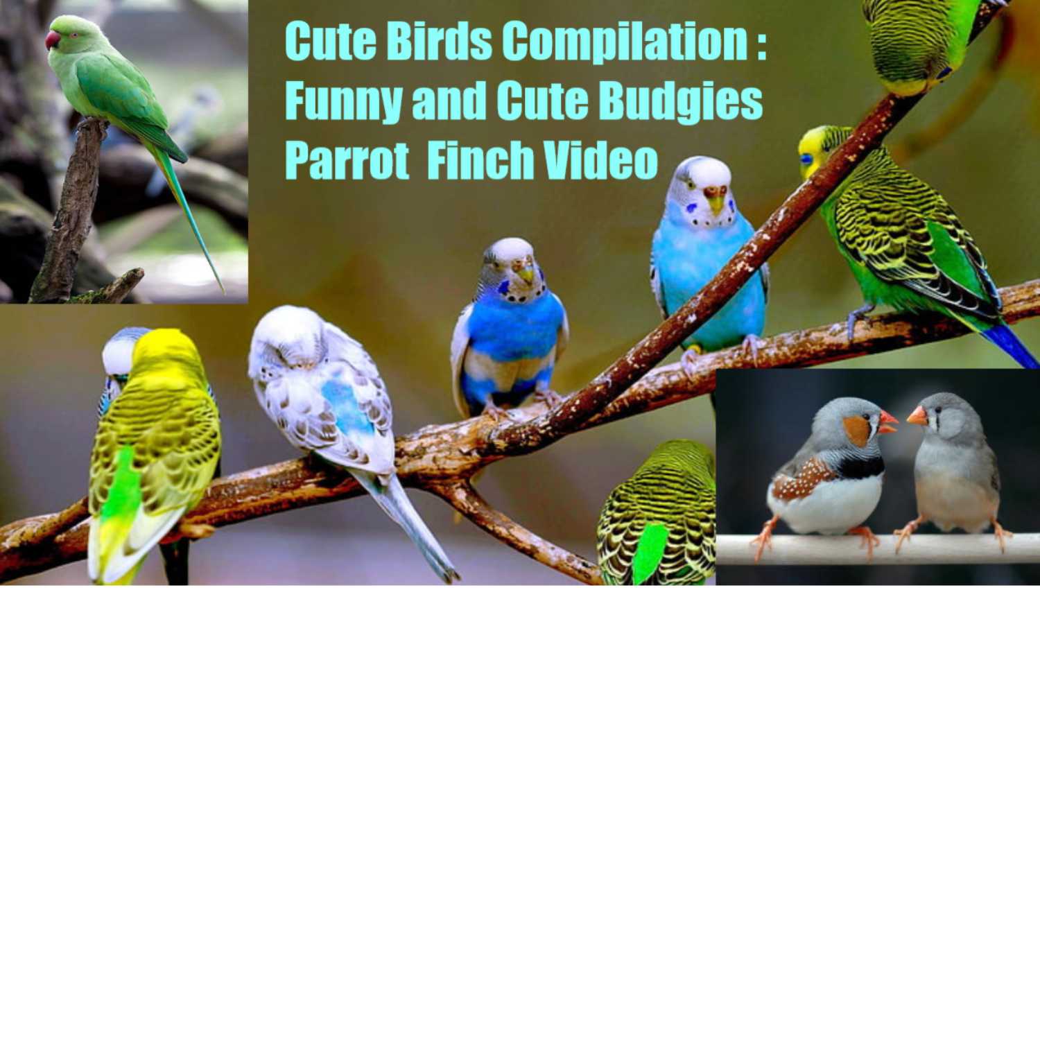 Birds Video