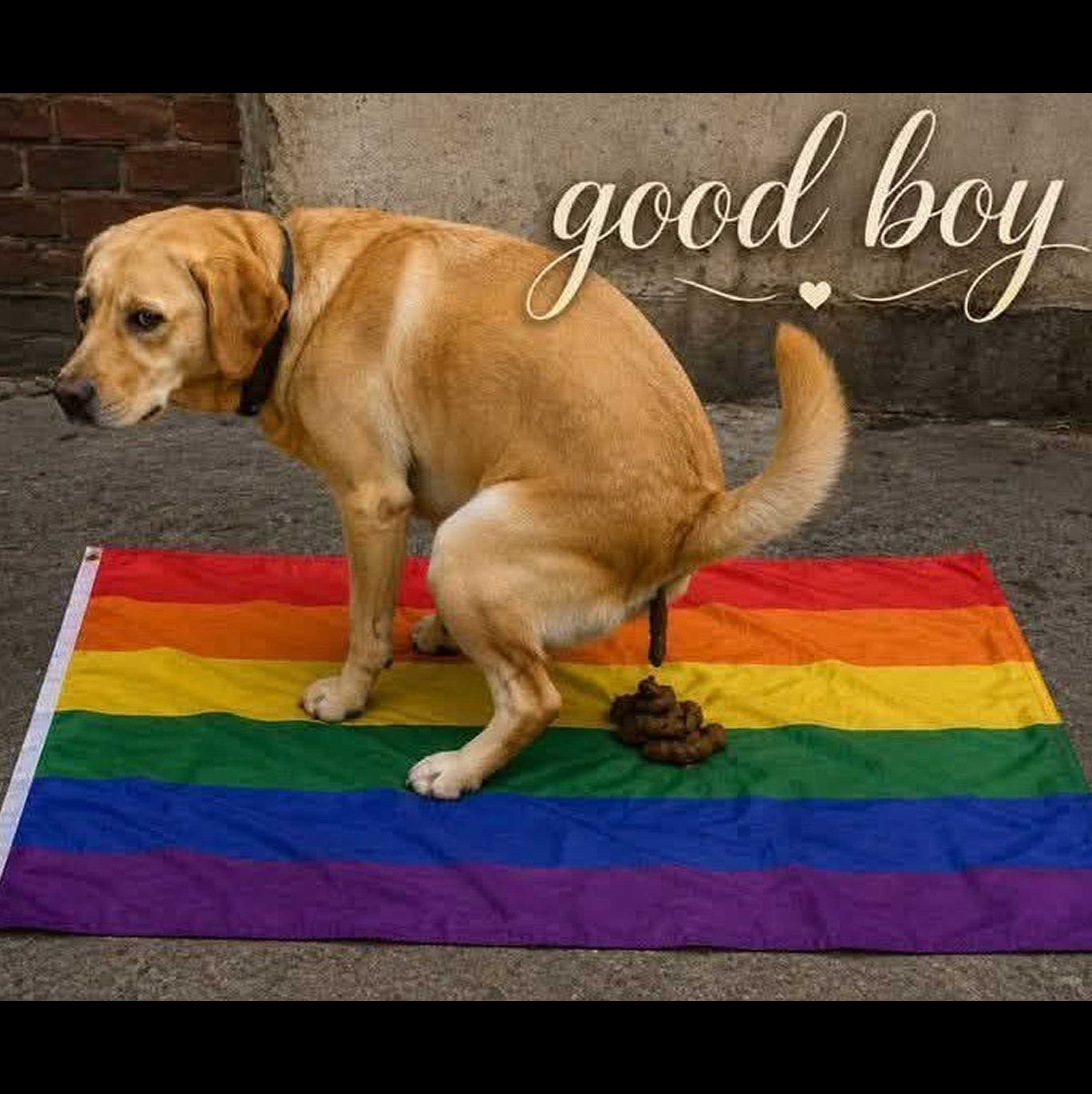 Animal Abuse, The Gays and The Ego