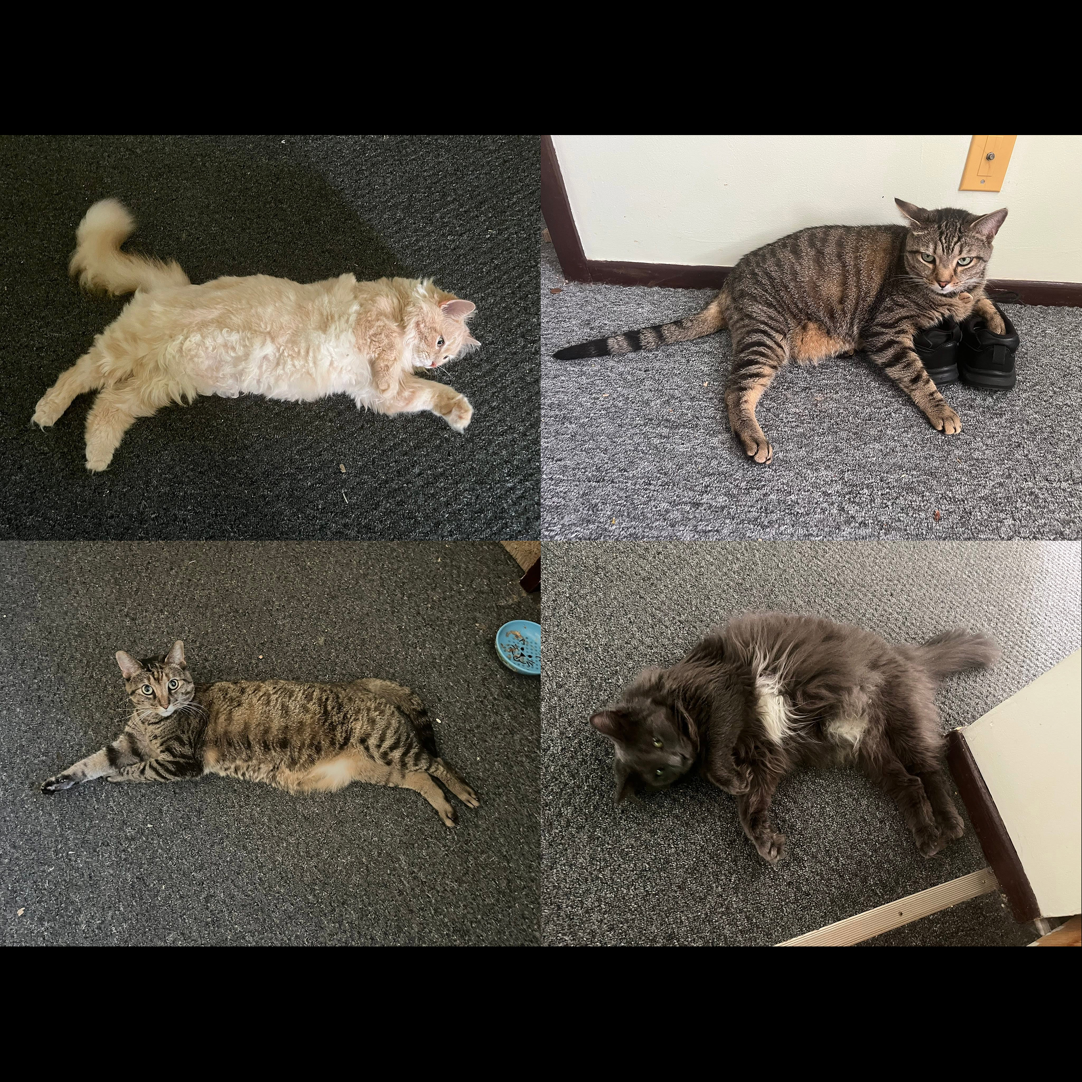 Cats Final Chapter