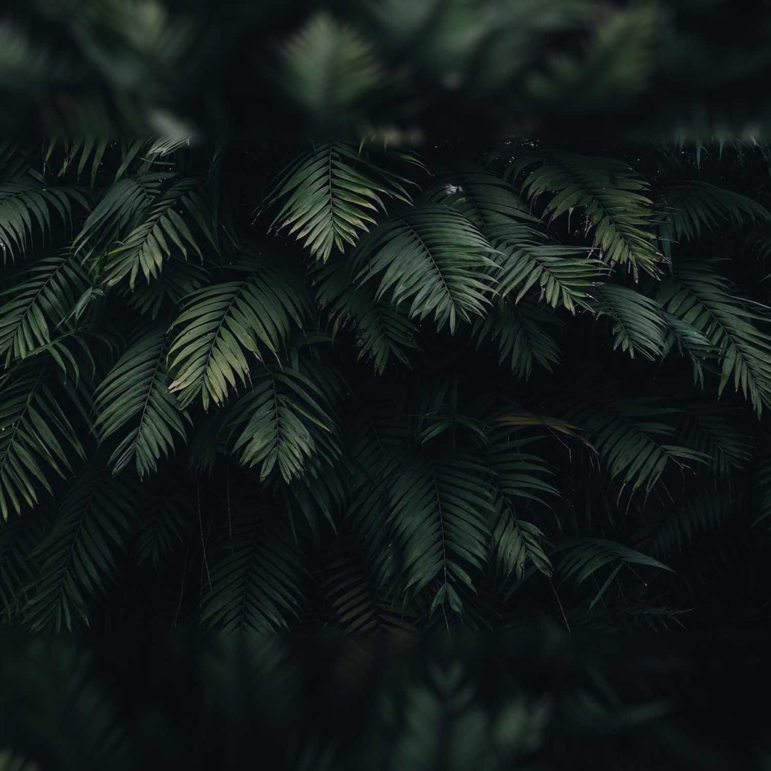 nature sound