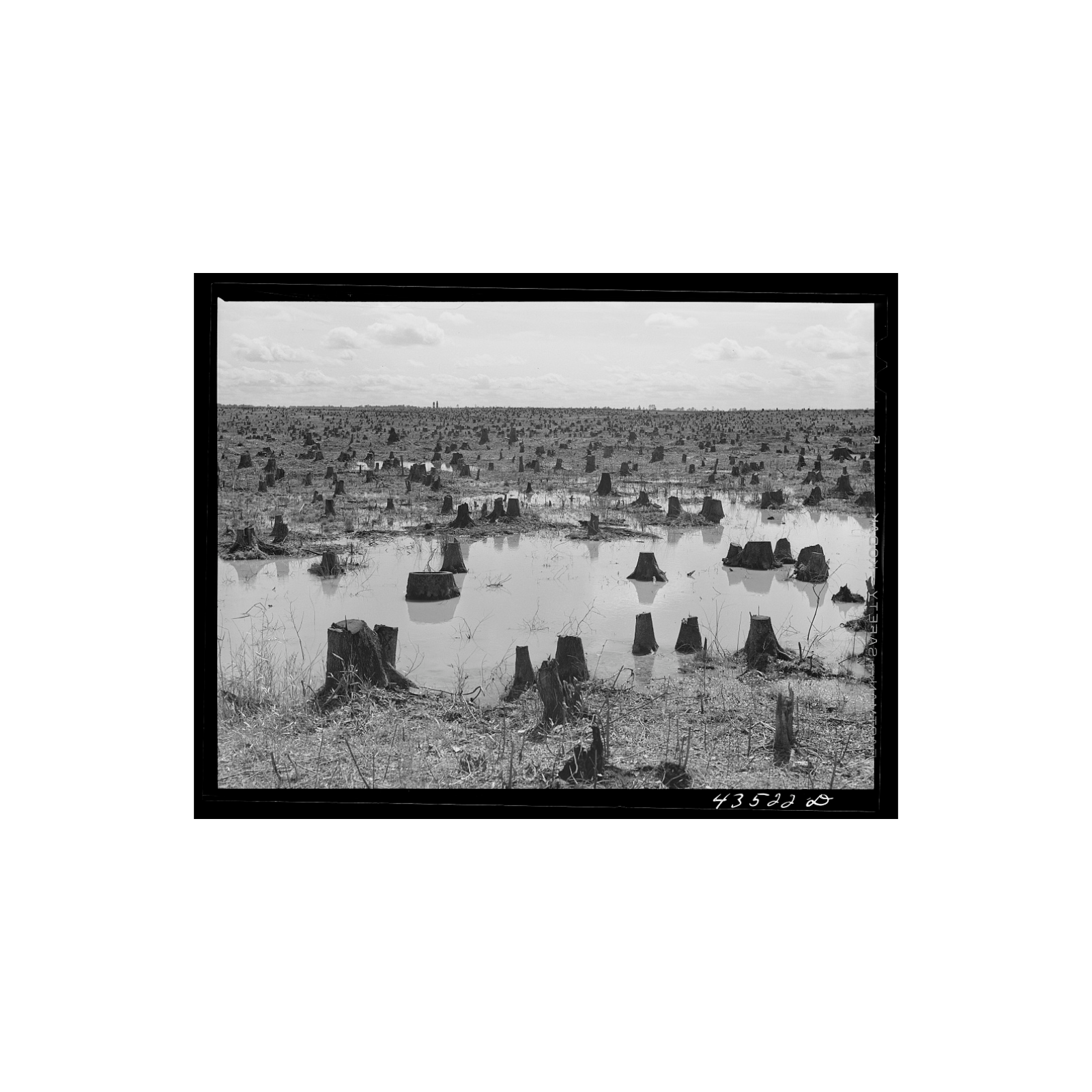 Made In Carolina Podcast