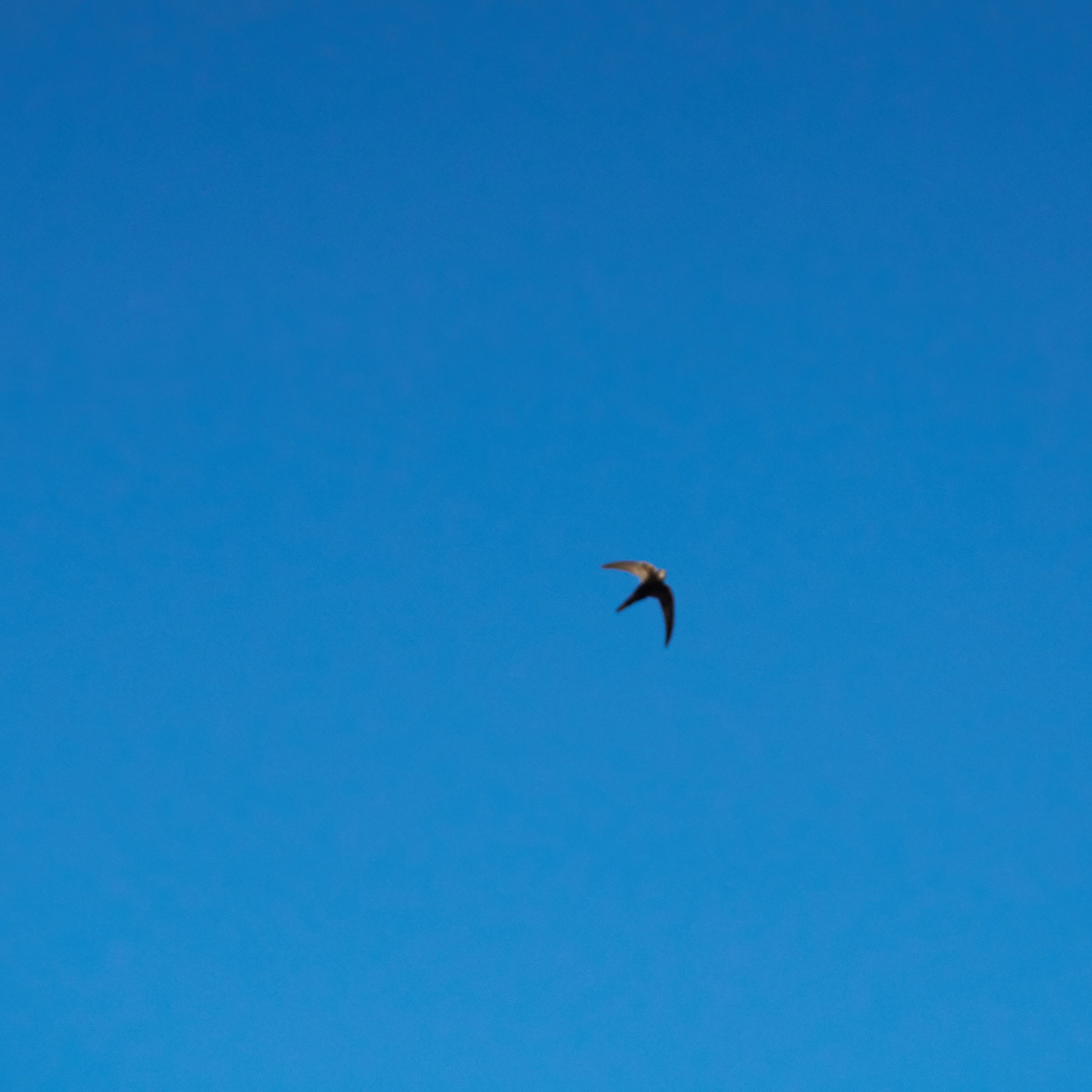 UossaStoBePacificPodcastDaZanüschk