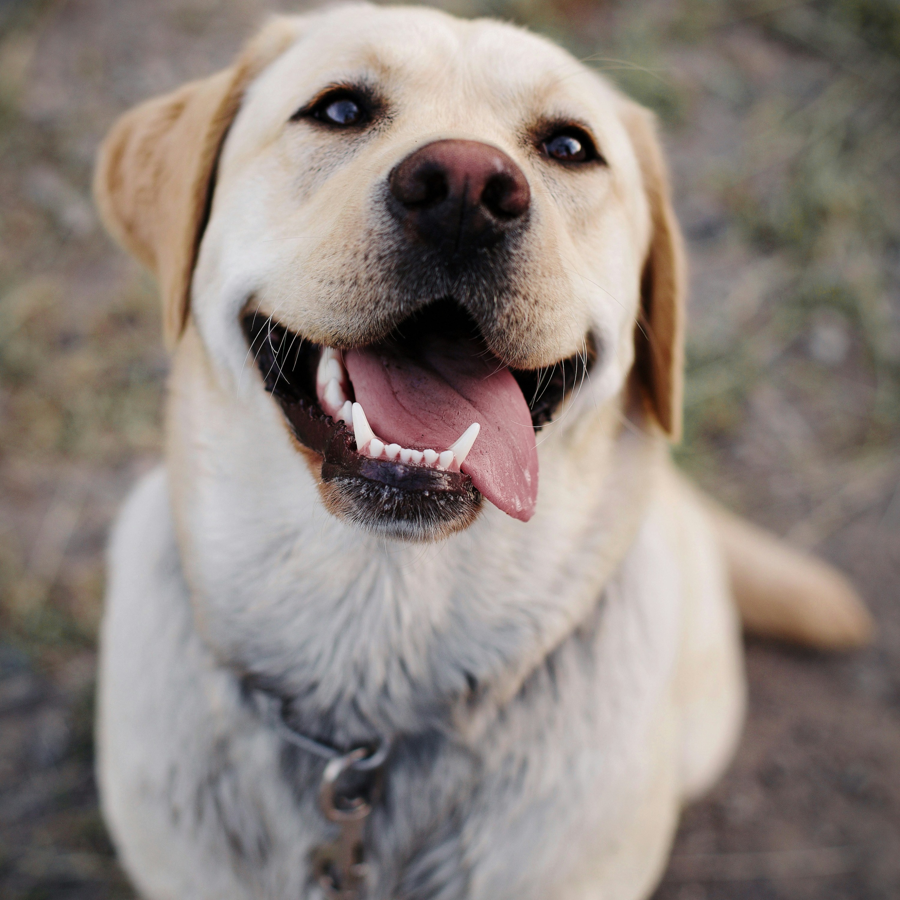 El  Labrador Retriever