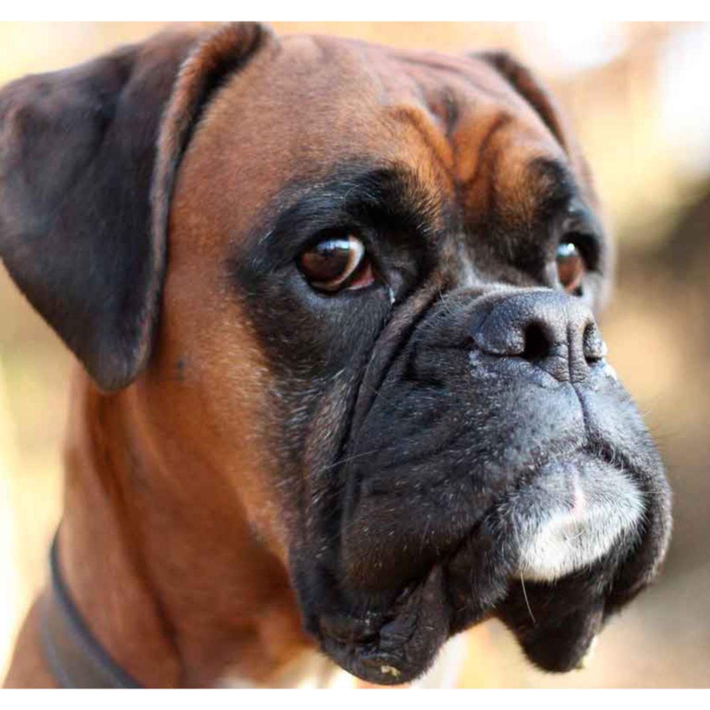 El Boxer