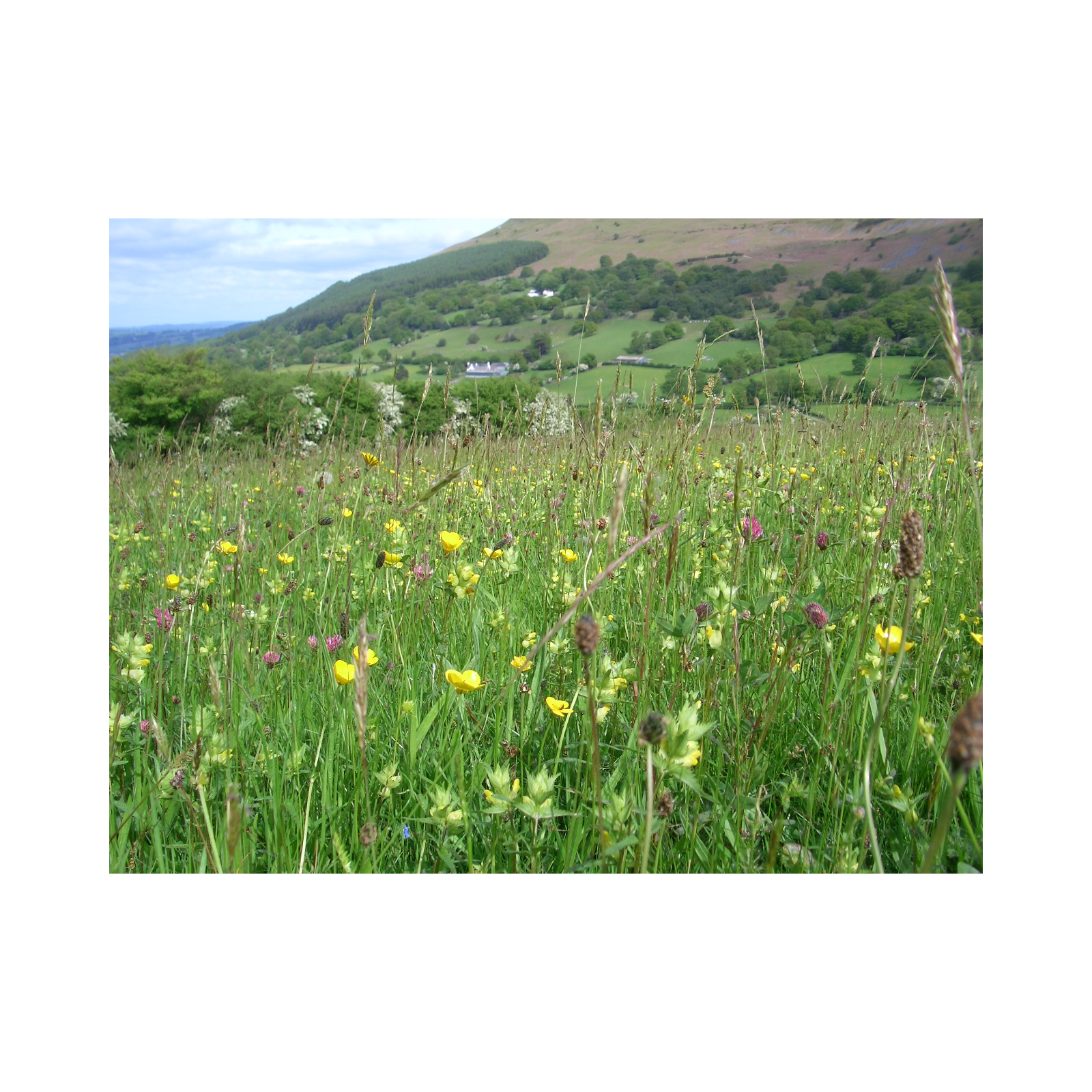 Meadow Matters