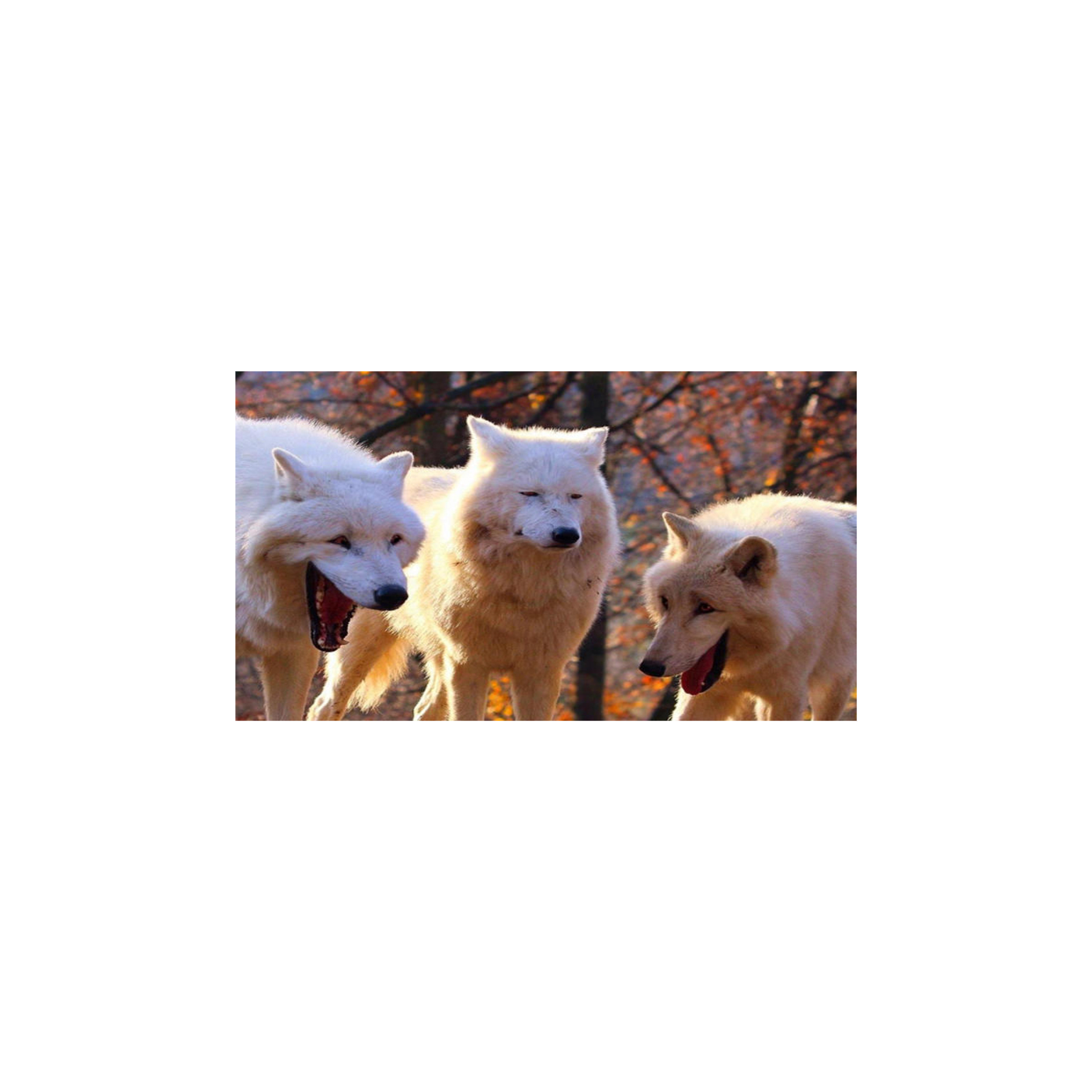 Megalodons recordings from the dragon world