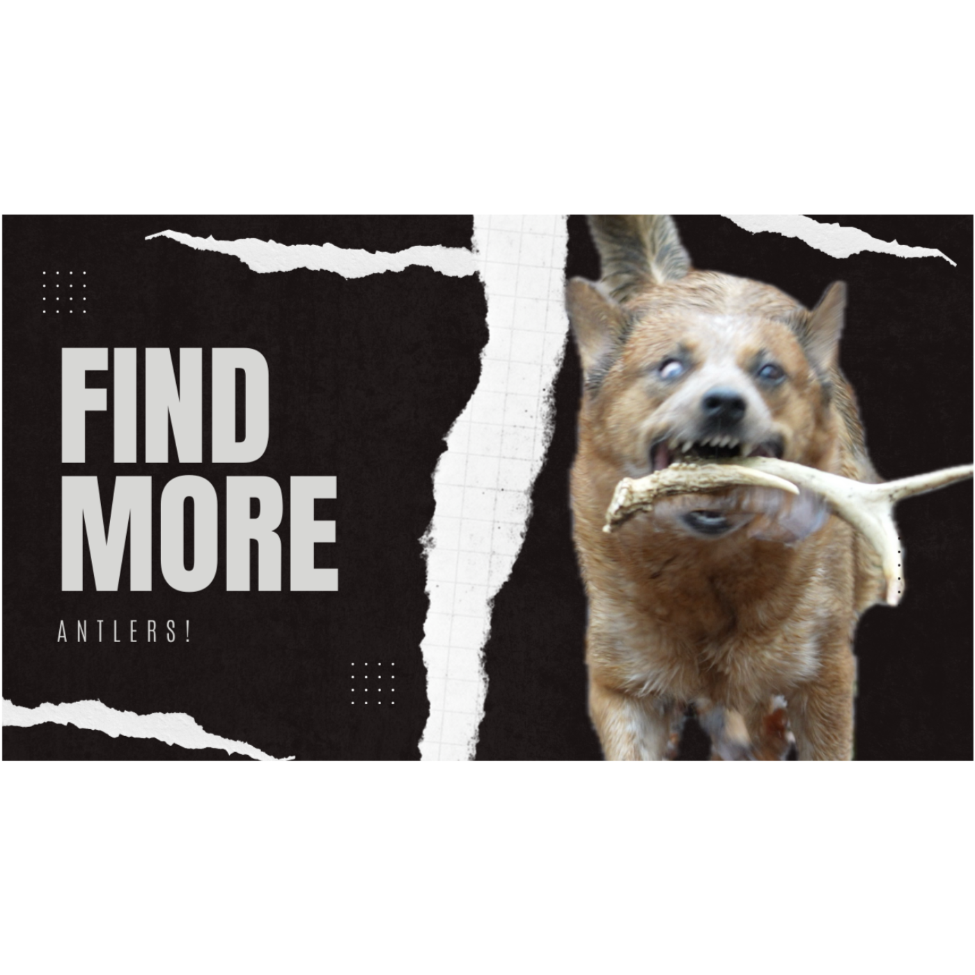 Ep. 3 Find more antlers!