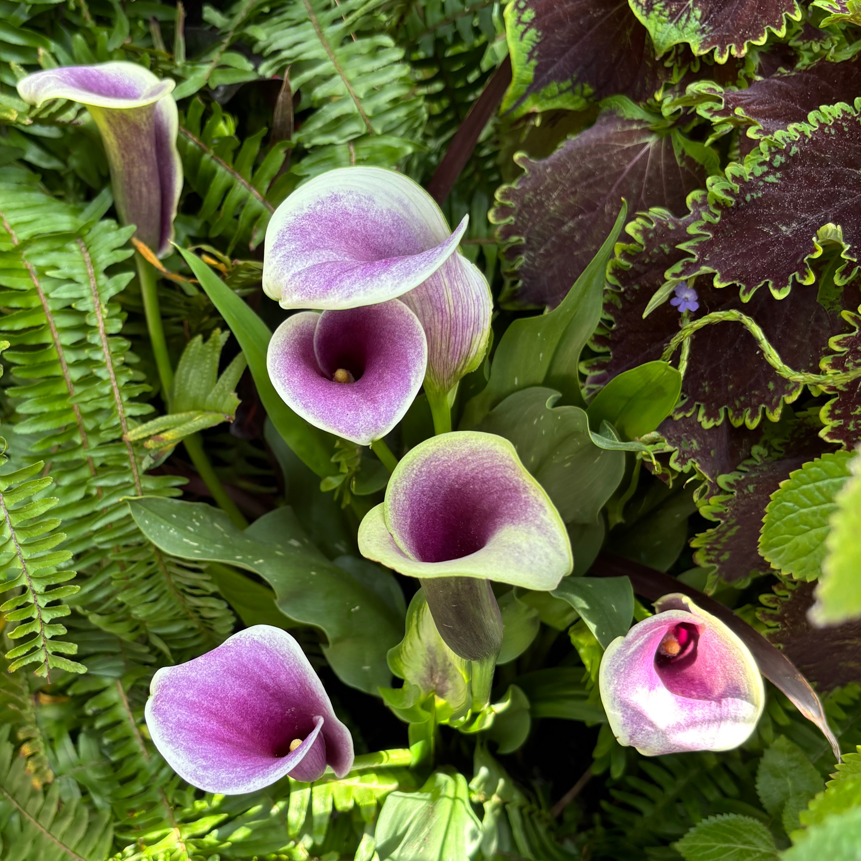 Mitski how deep is your love cover art