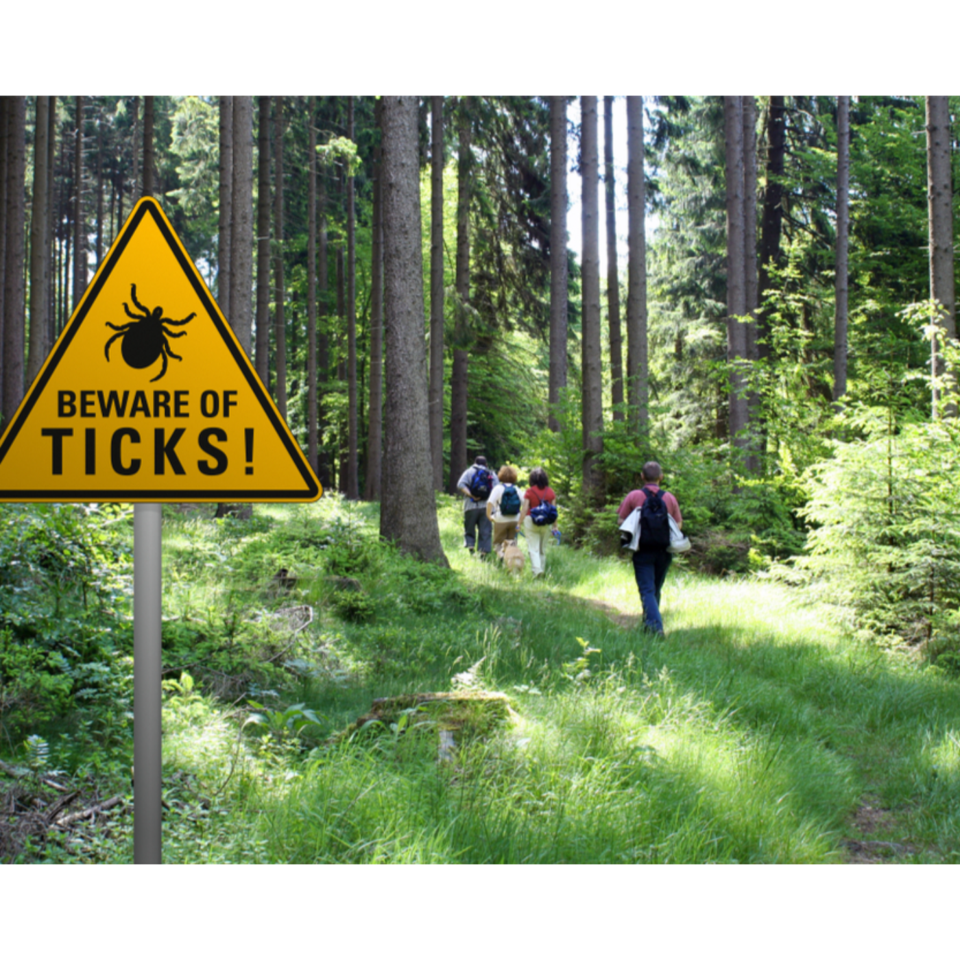 Tick Bites episode artwork
