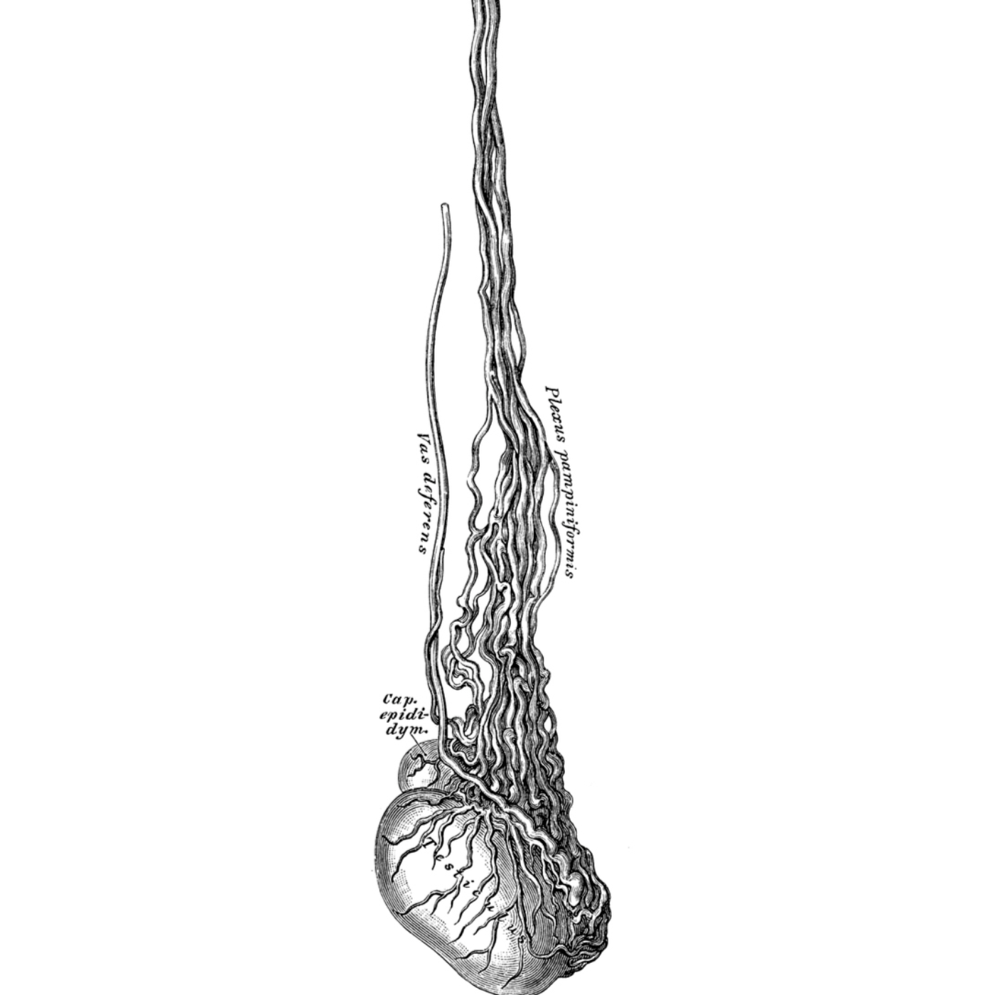  Penis Blood Flow: How To Increase It episode artwork