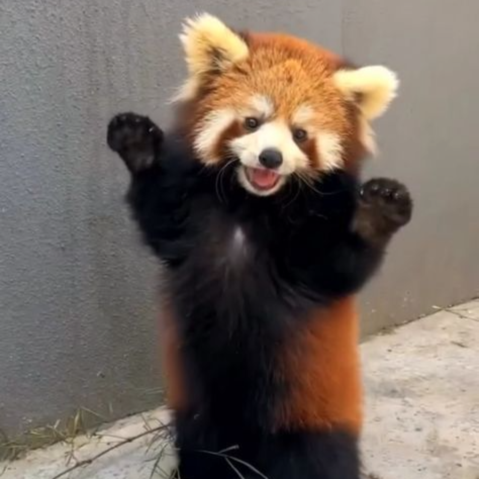 Mojave's Collection cover art