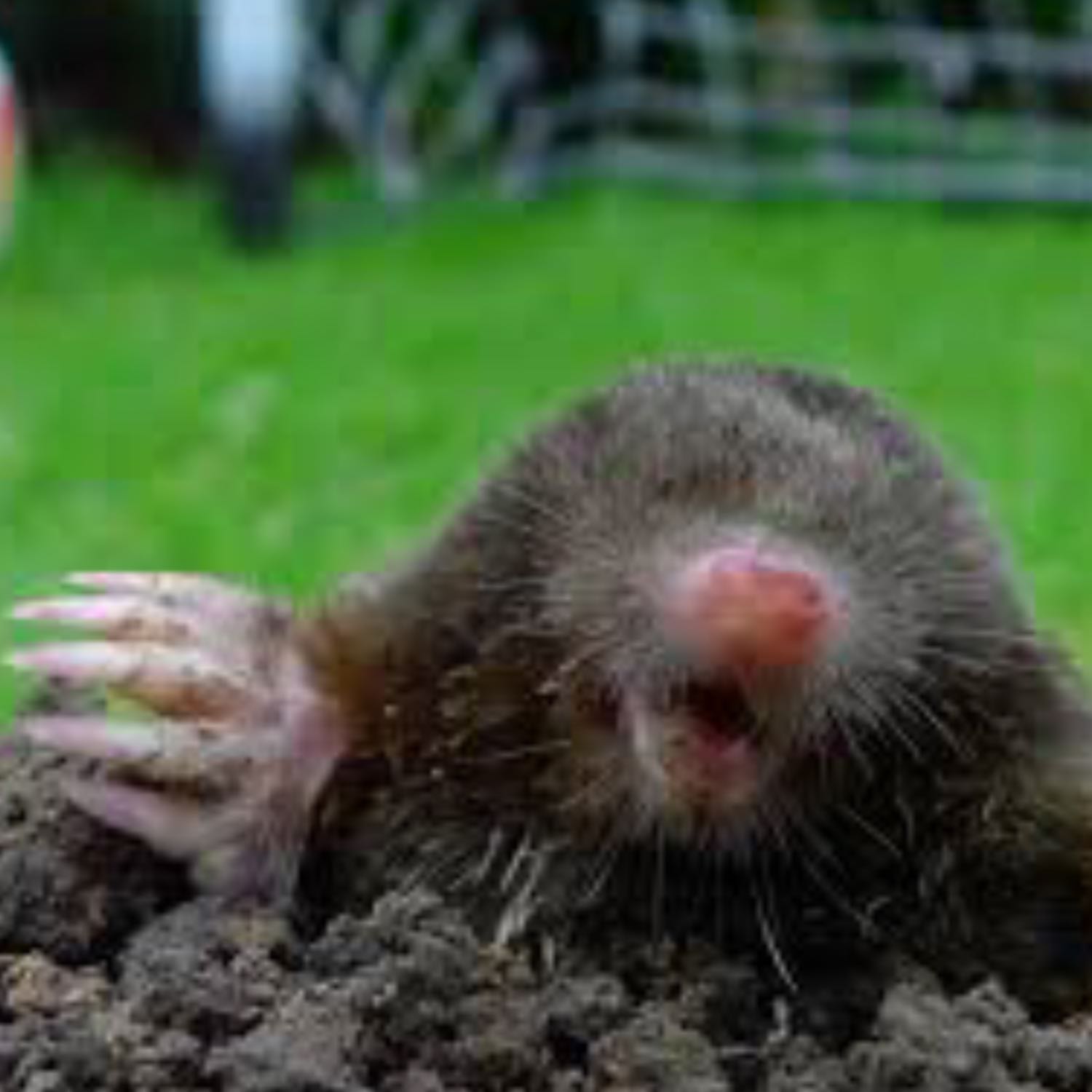 Mole hole