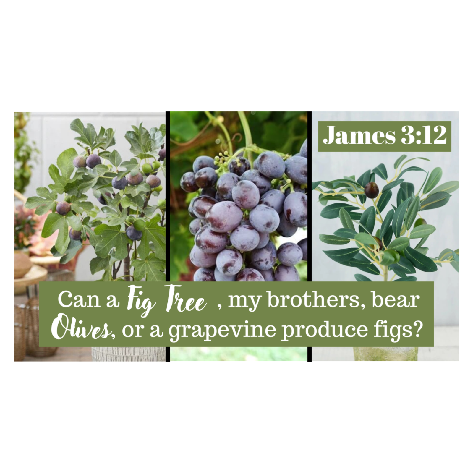 The Tongue - The Fig and The Olive  - James 3 episode artwork