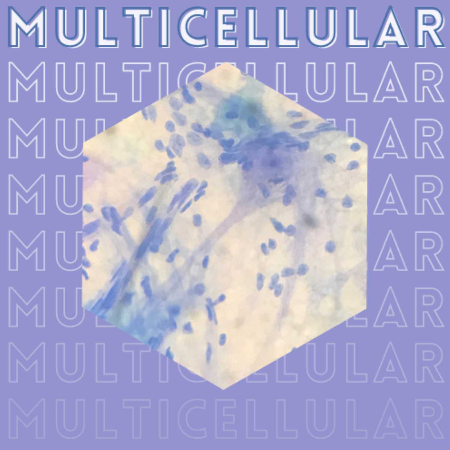 Multicellular