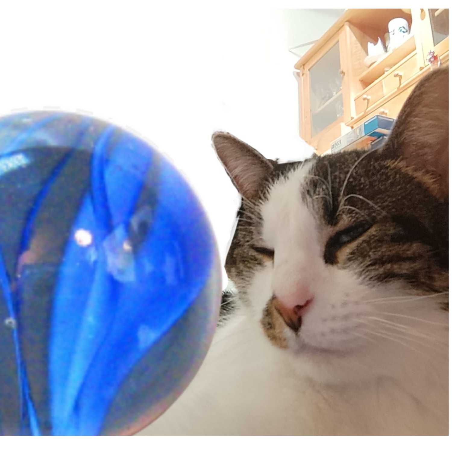Murmelnde Murmeltiere 2.0