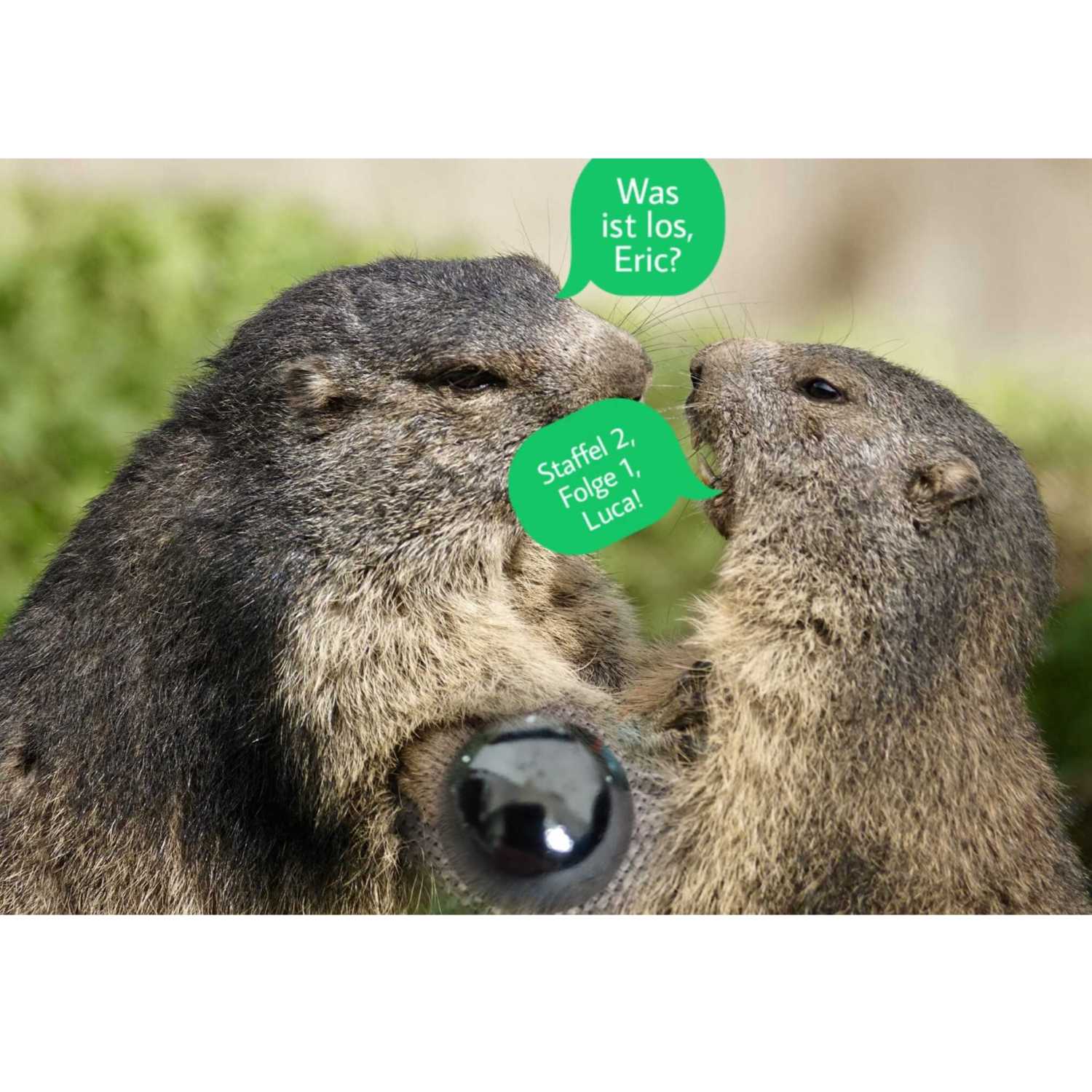 Murmelnde Murmeltiere 2.0