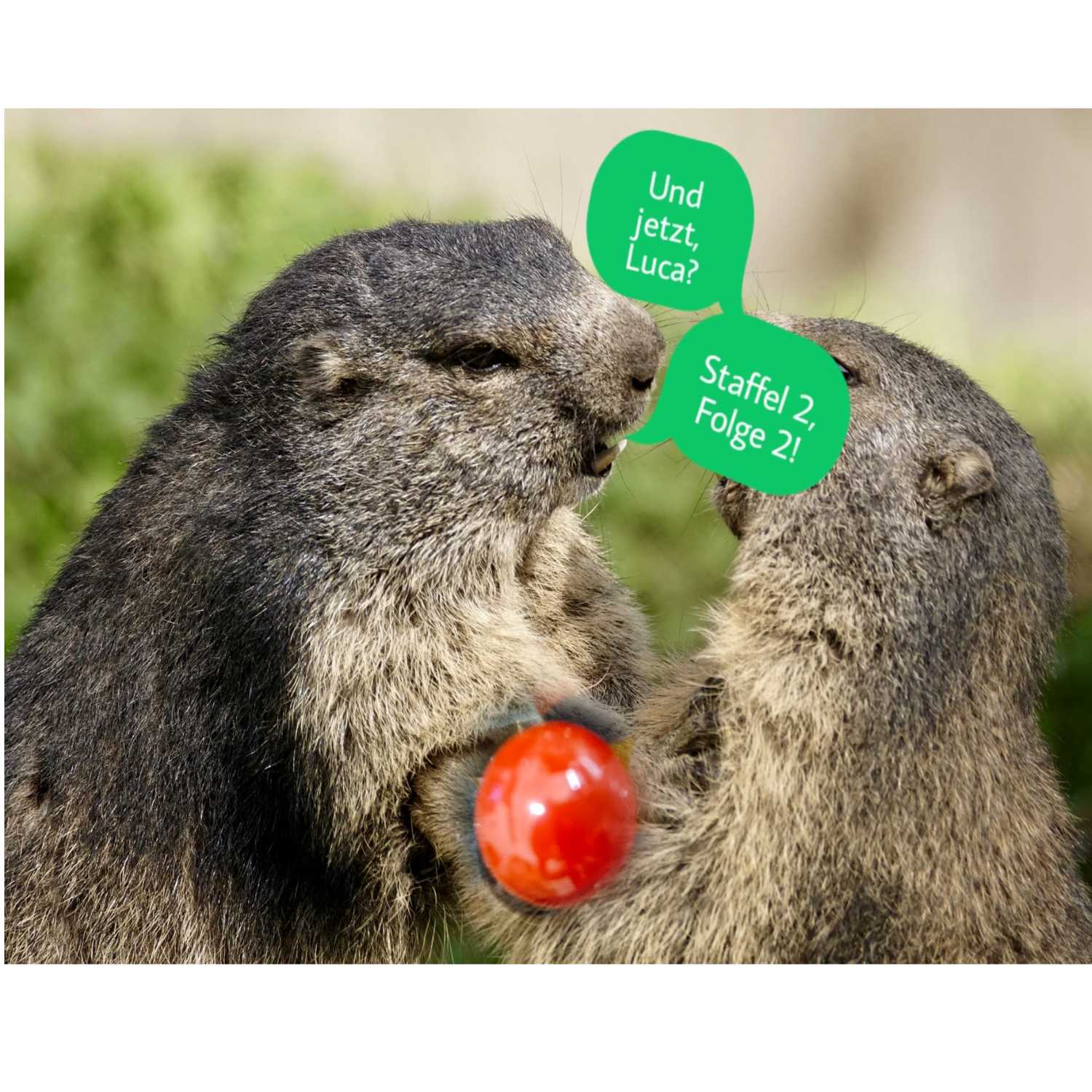 Murmelnde Murmeltiere 2.0