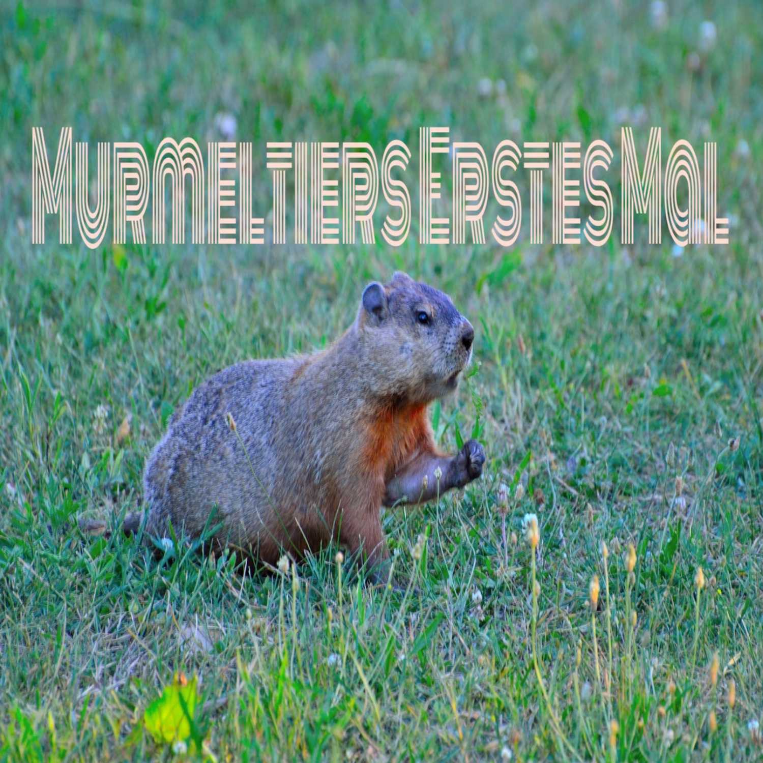 Murmelnde Murmeltiere 2.0
