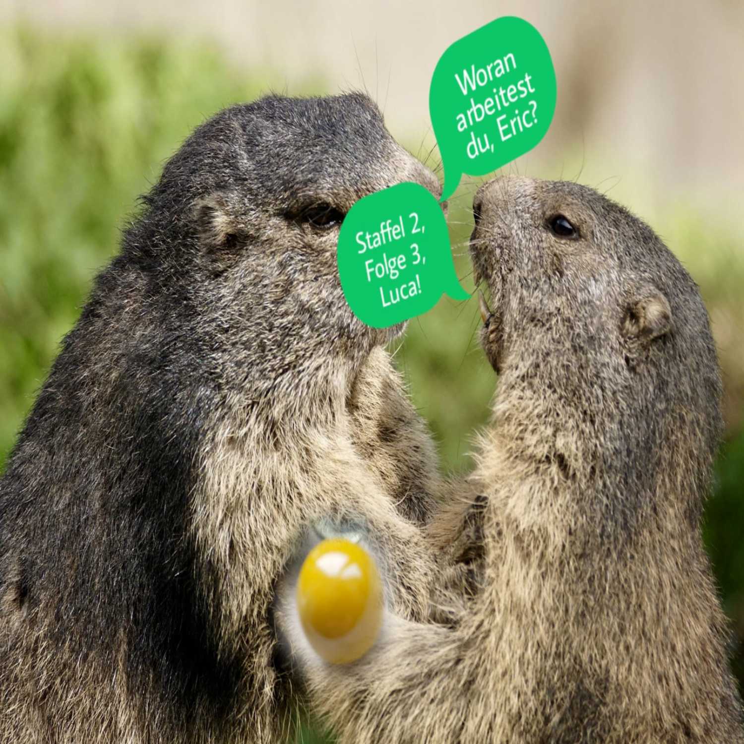 Murmelnde Murmeltiere 2.0