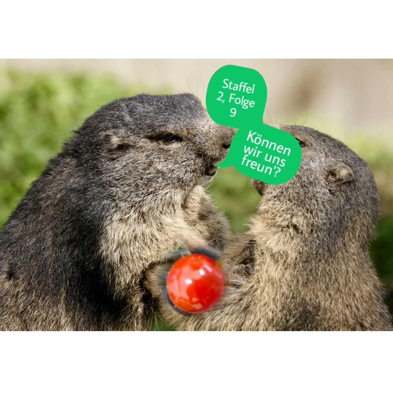 Murmelnde Murmeltiere 2.0