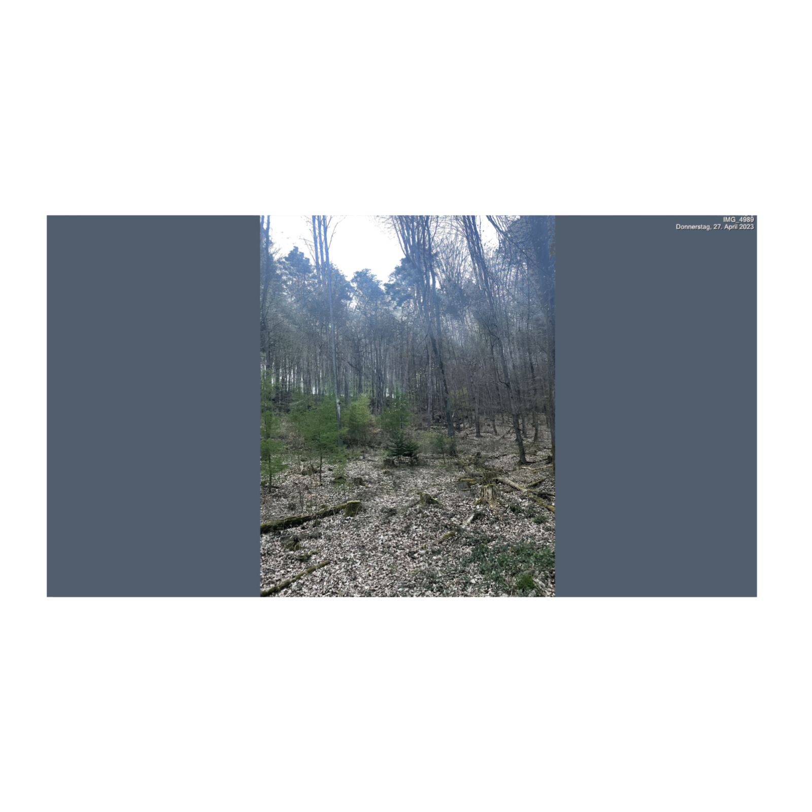 Musical Musings mit Grief Forest podcast artwork