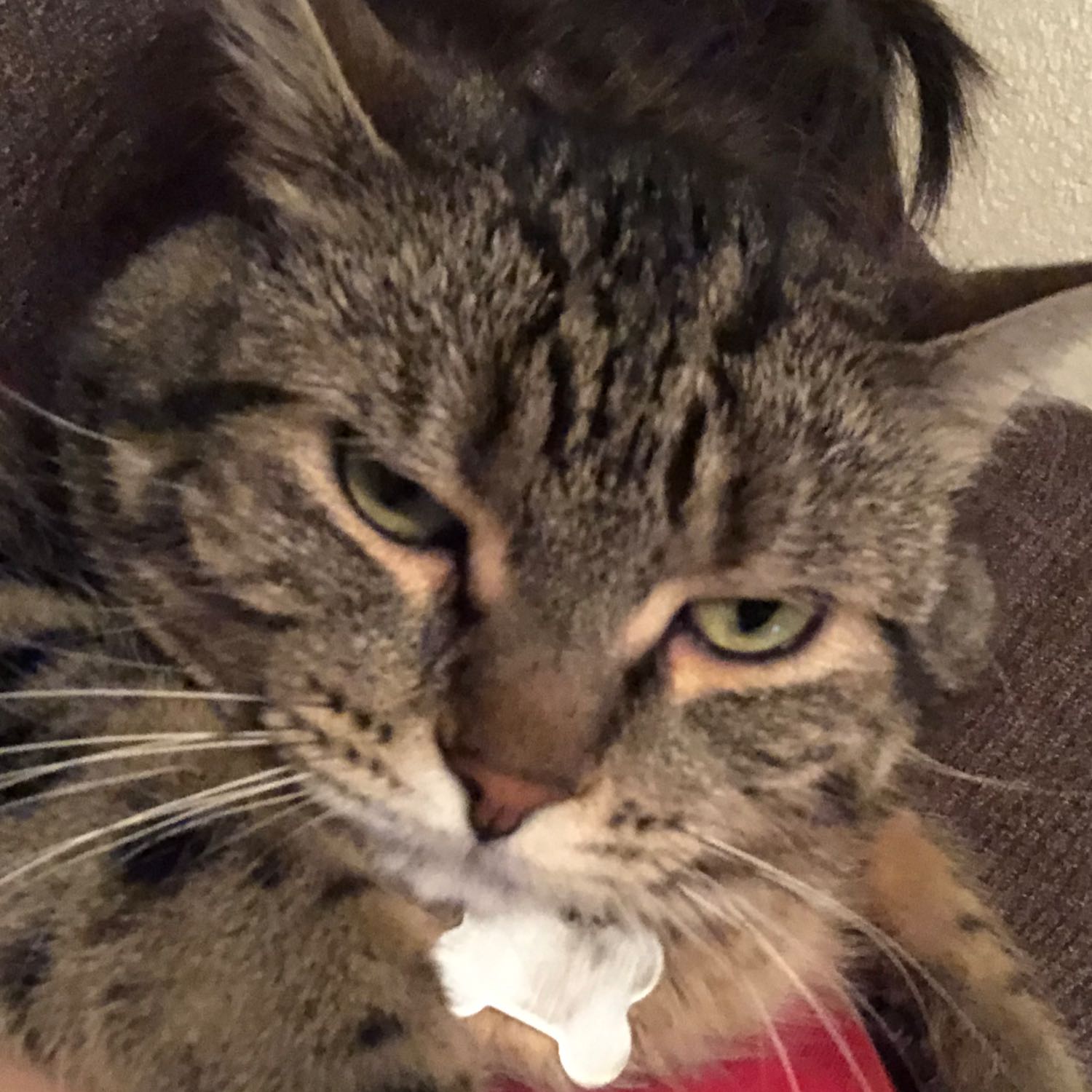 bleh