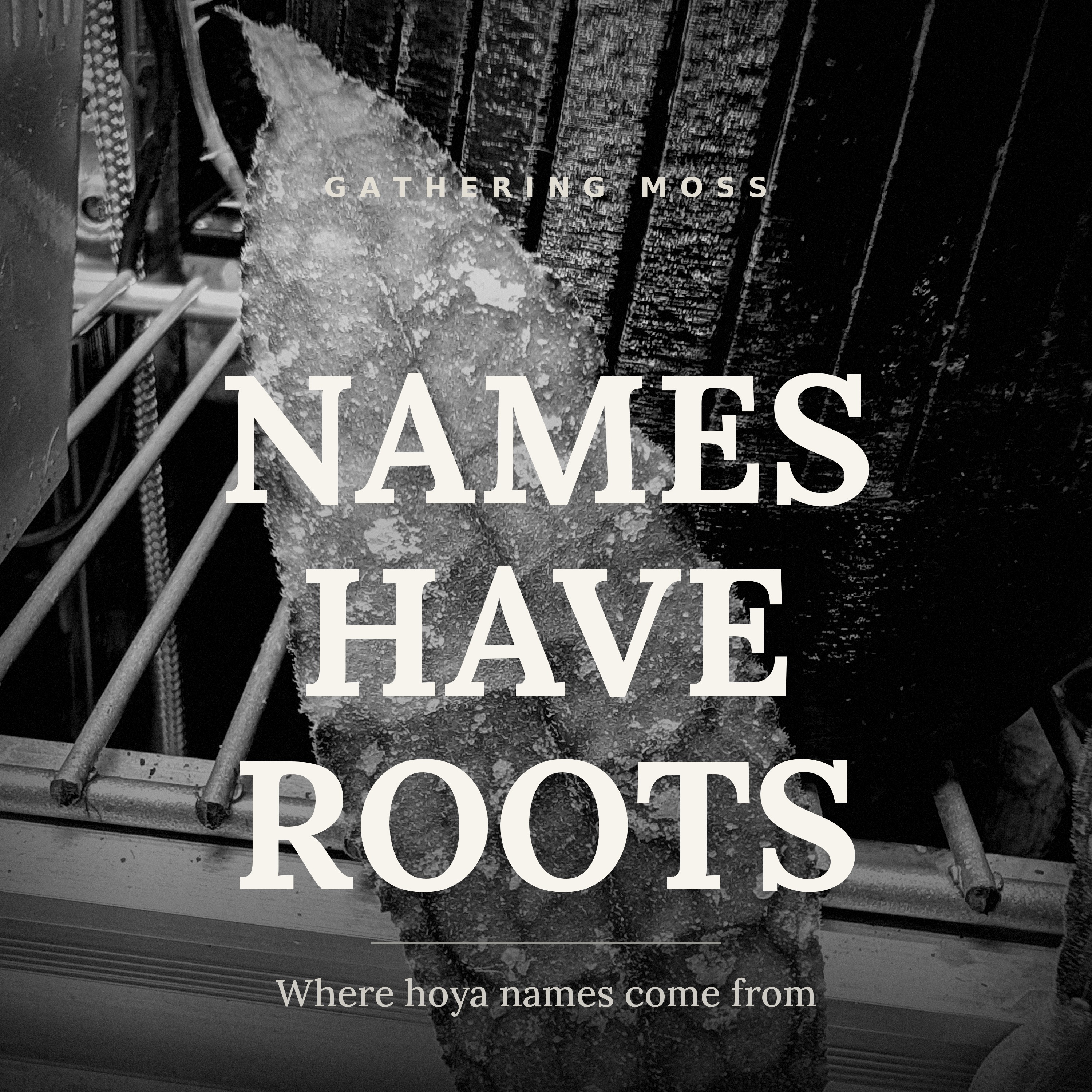 Names Have Roots