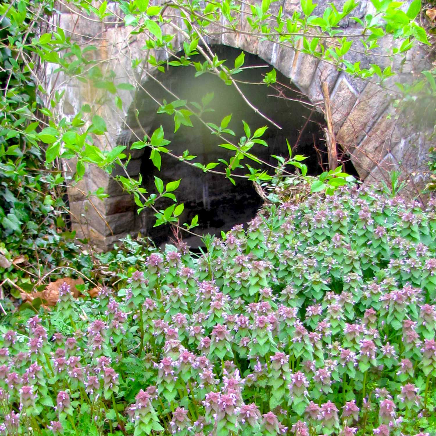 Nature And Rivers - Enjoying the journey from the ground up!