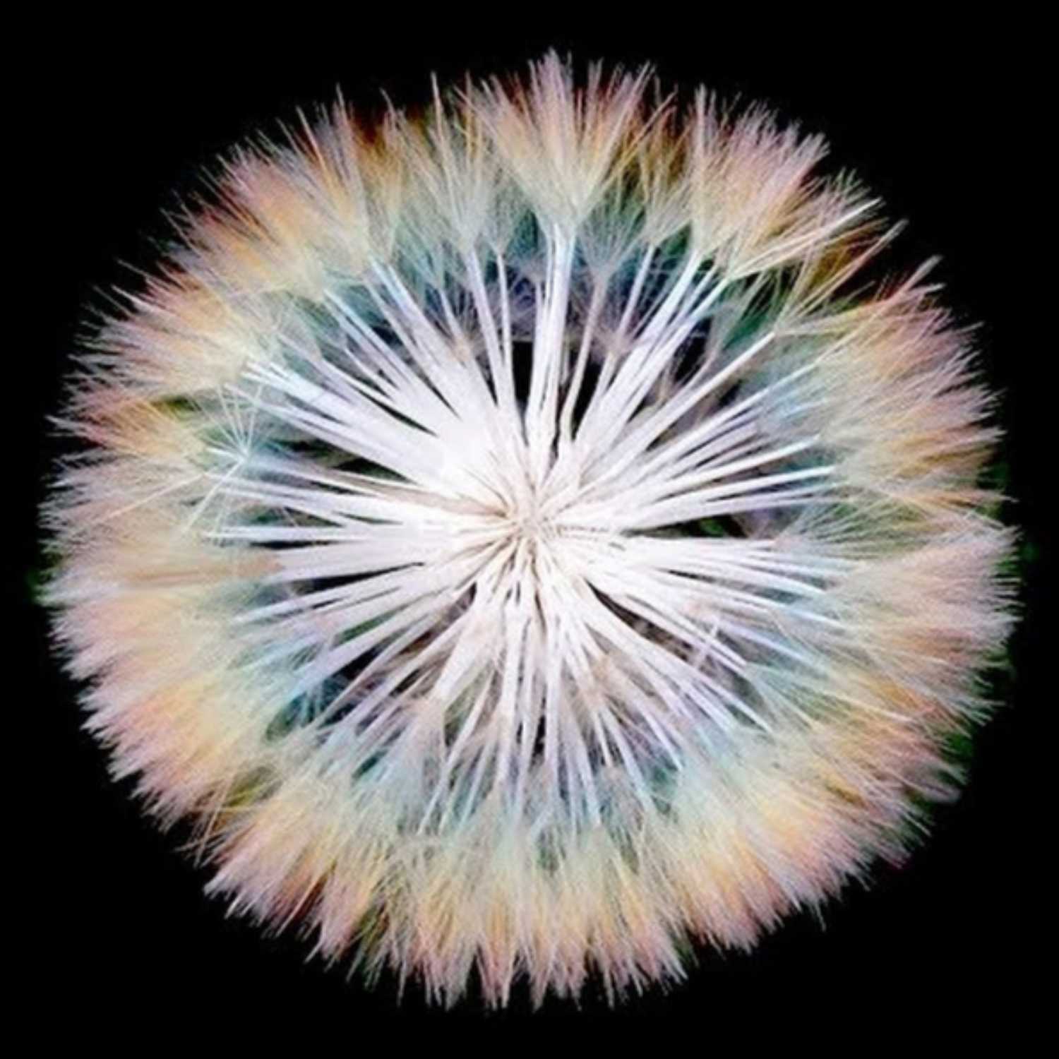 NATUREFORTRESS - Straight from the Geodesic 