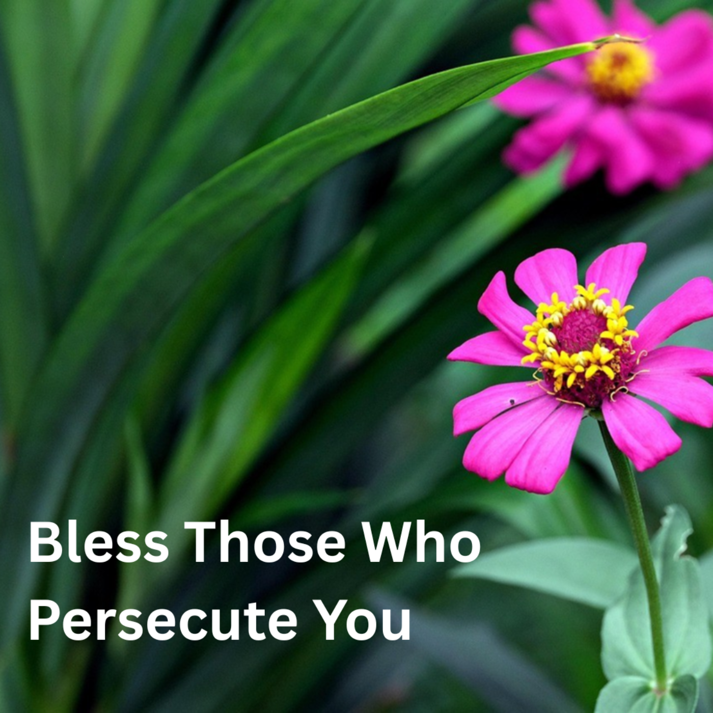 Bless Those Who Persecute You