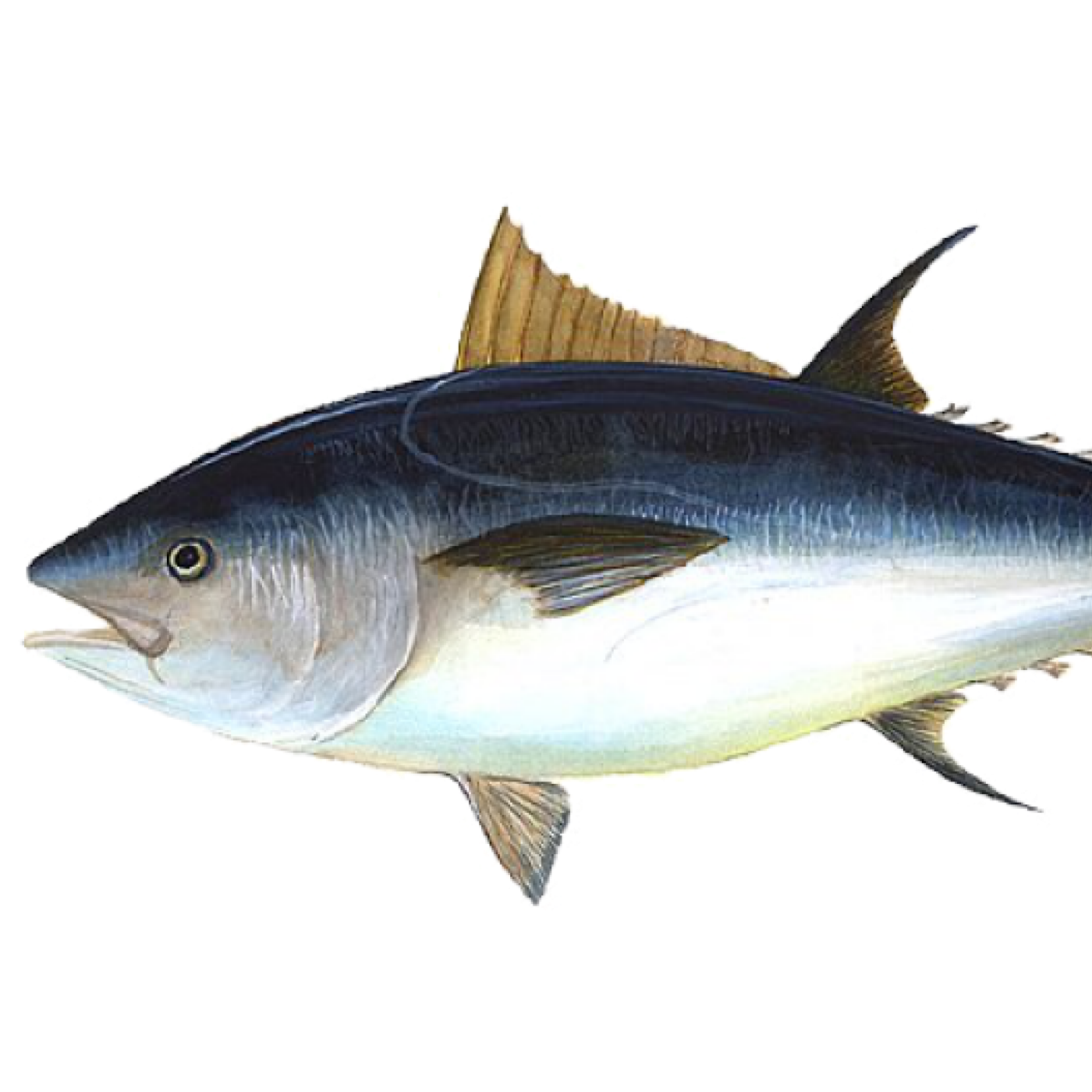 Not a Fishing Podcast