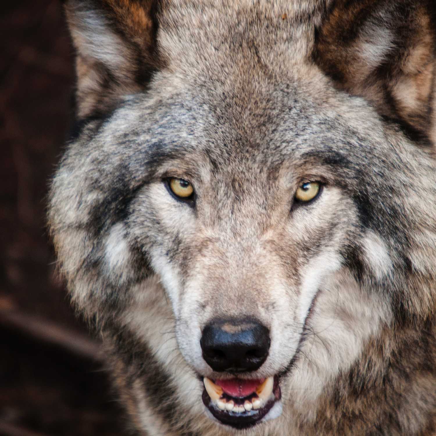 LAST EPISODE: Satan, Minister of Music? LAST EPISODE: Satan, Minister of Music?