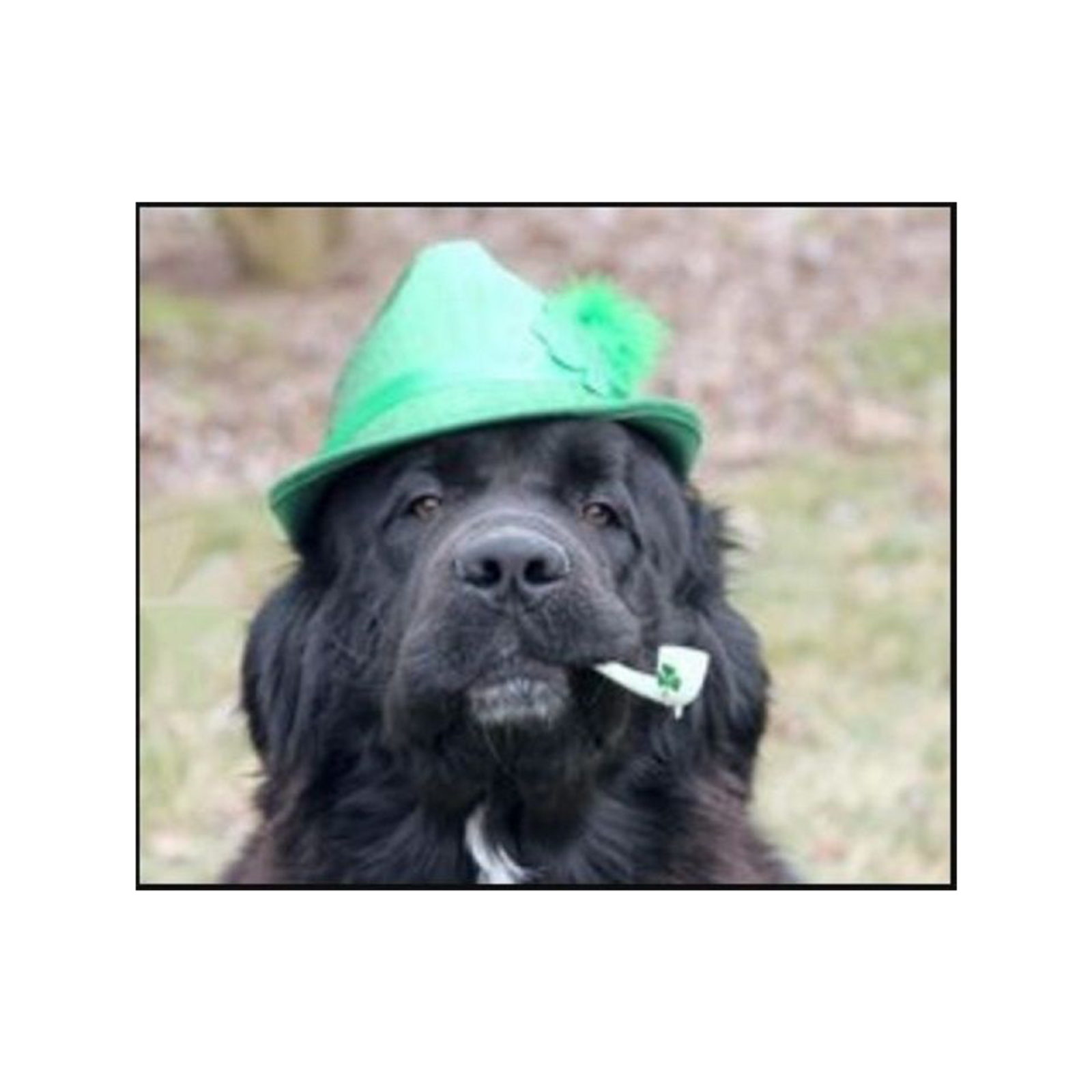 Monday 16 March St. Patrick’s Day in Newfoundland and Labrador episode artwork